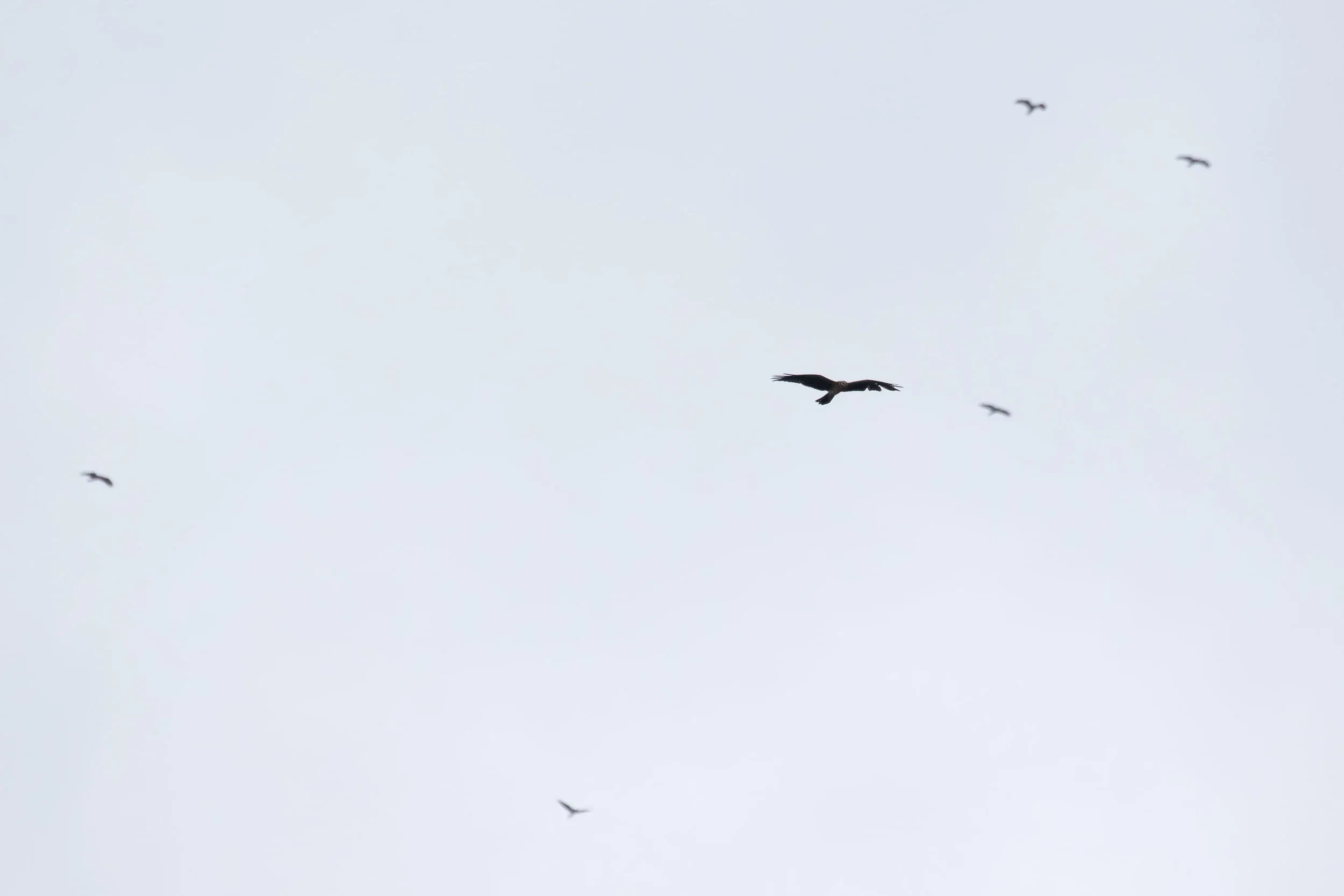 September 5th. Juvenile Montagu’s Harrier with shot damage to the wing.