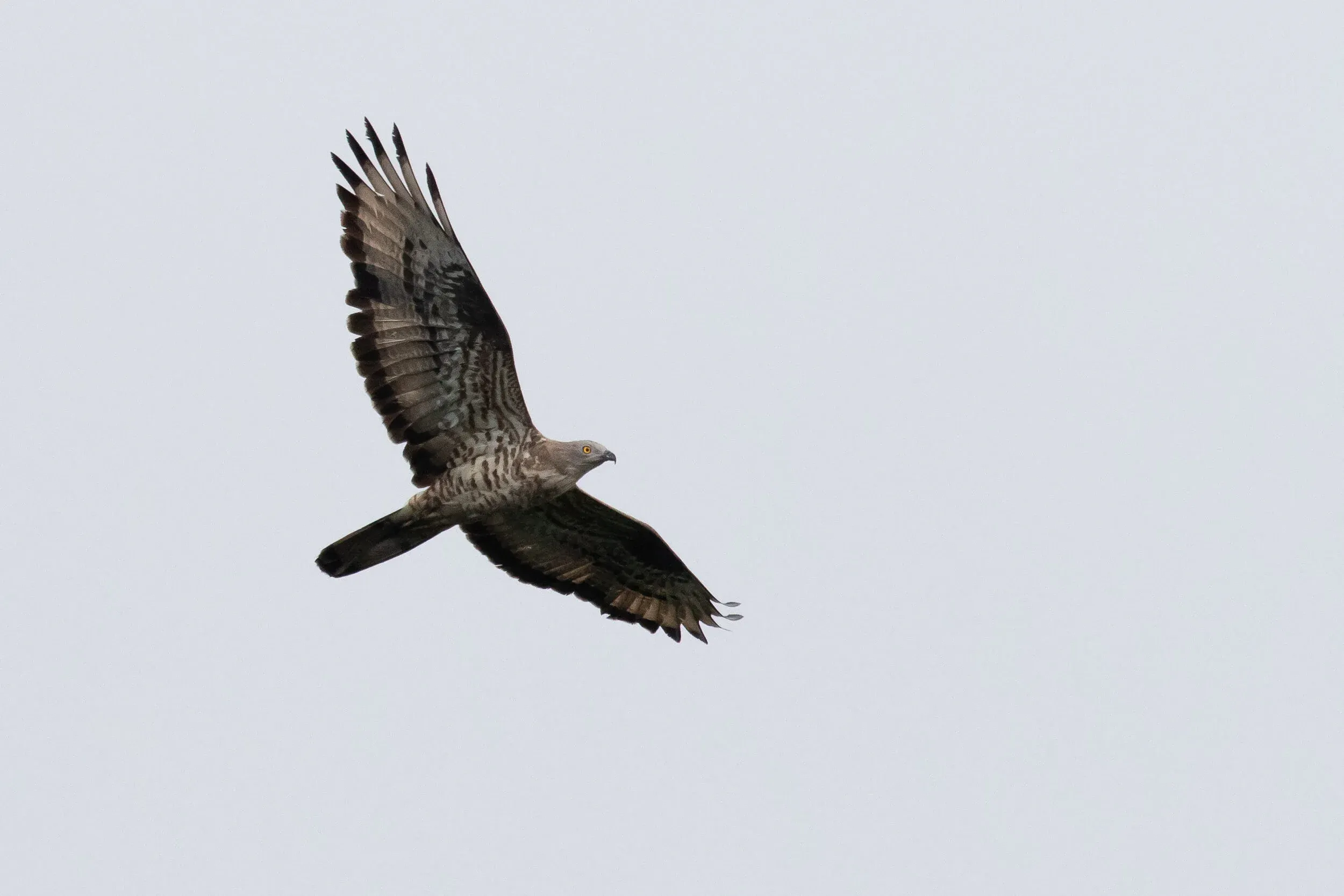 September 5th. Adult male Honey Buzzard.