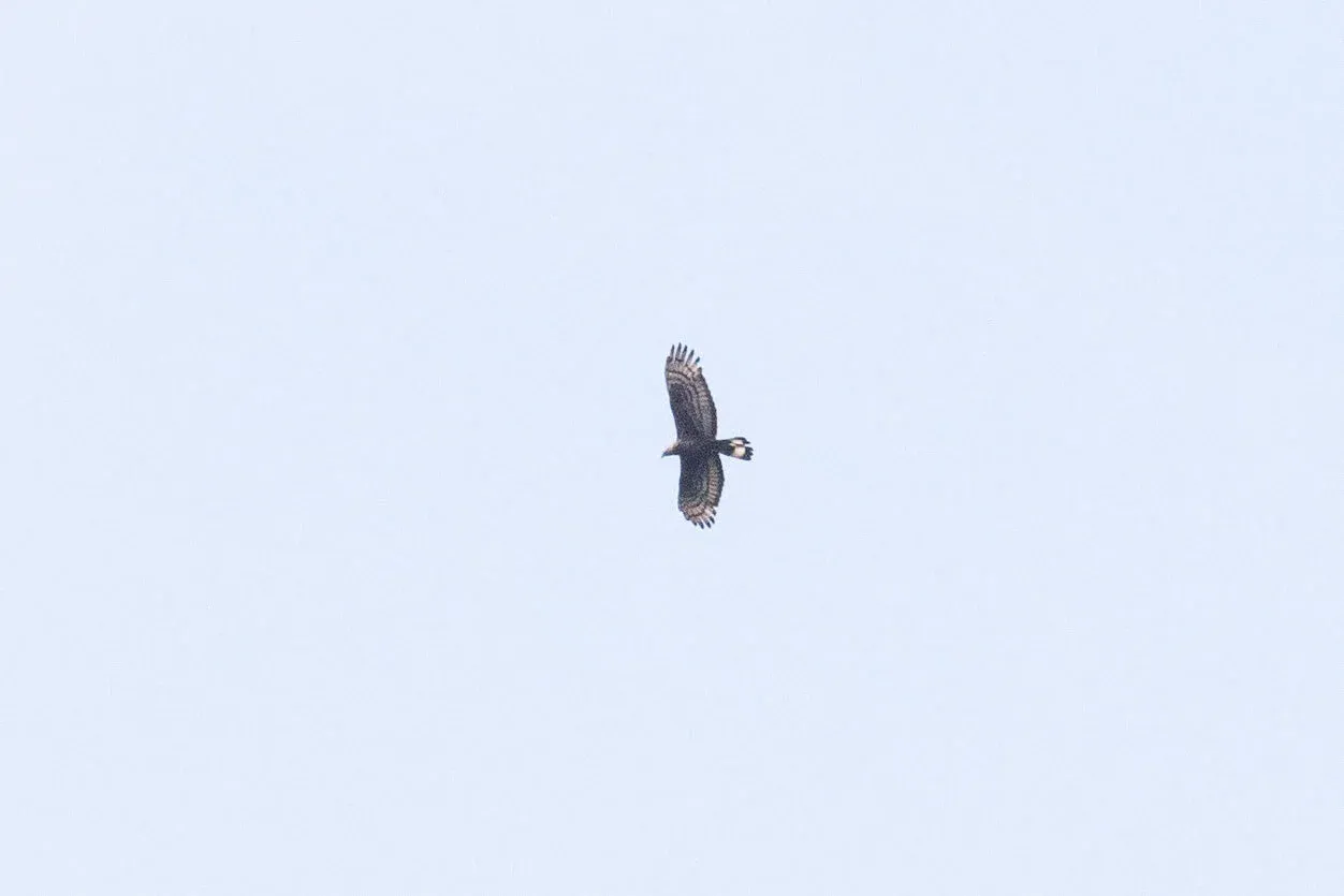 September 10th. More-or-less straightforward adult male Crested Honey Buzzard, though perhaps the tail is on the longer side? Other than that there was very little that gave an impression of EHB genes in this bird…