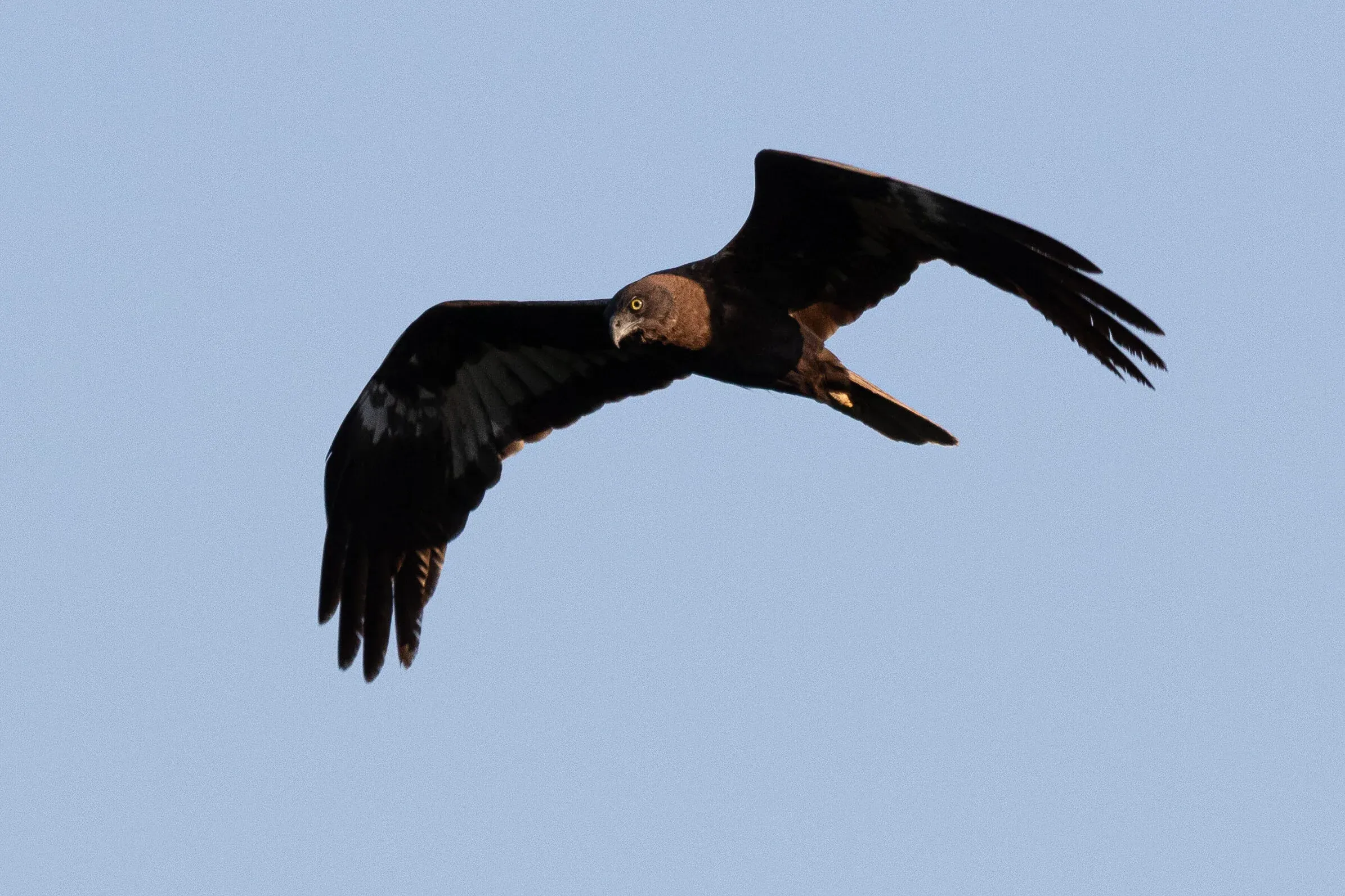 September 12th. Absolutely incredible views of an adult male dark morph Marsh Harrier. The best bird of the season for me. I made 25 photos of this bird, each and every one of them: tack sharp!