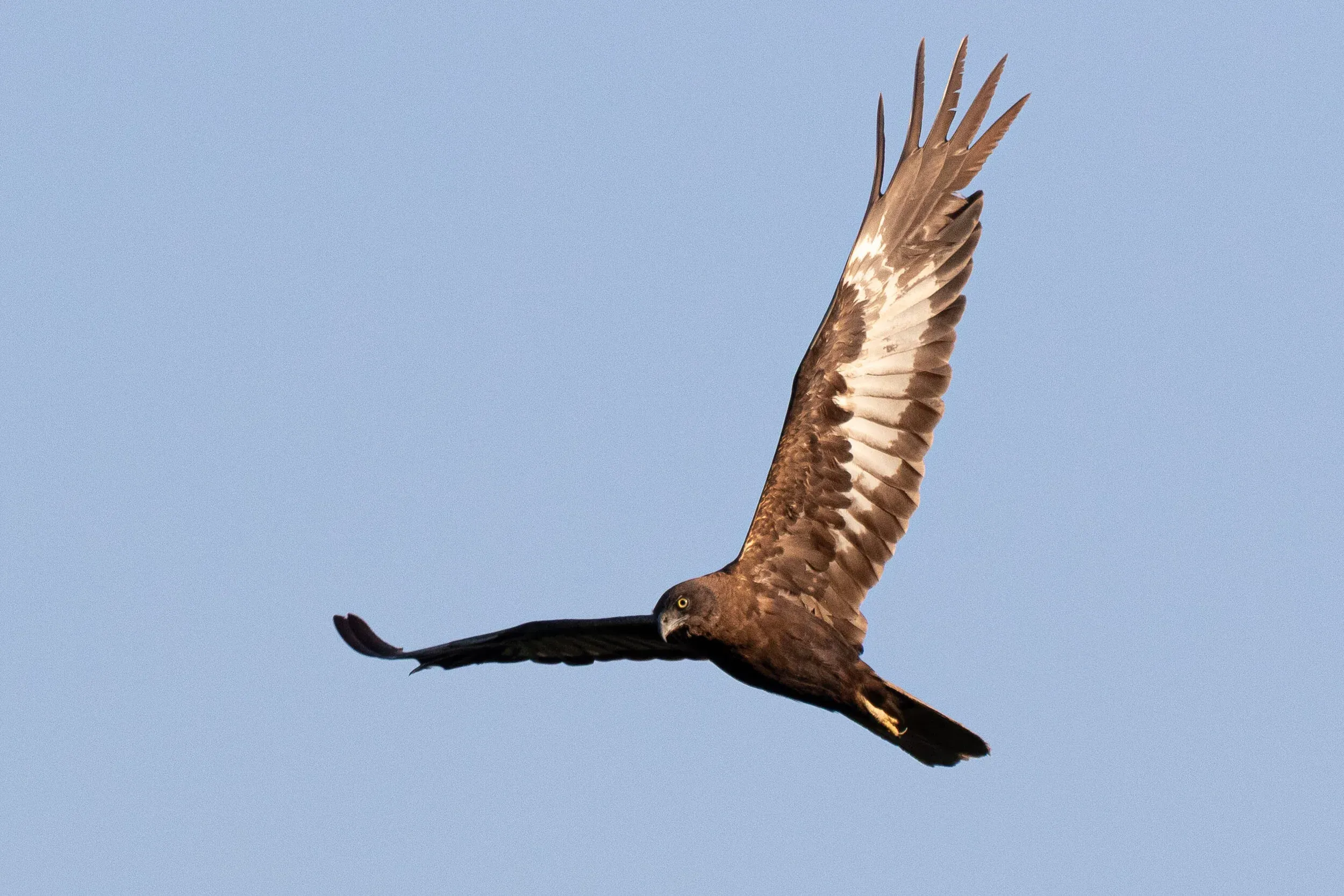 September 12th. Same bird as previous. (Obviously)