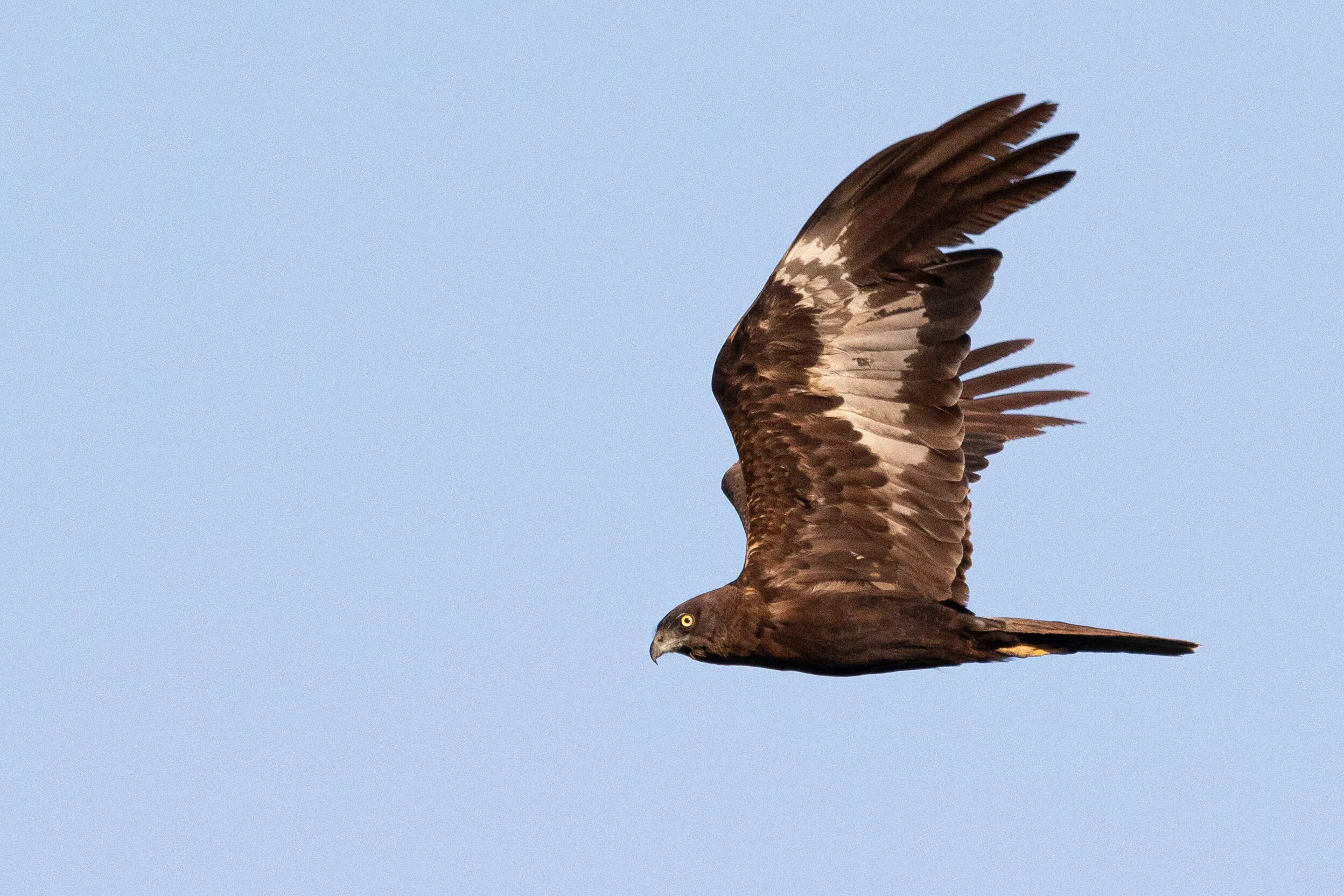 Adult male dark morph Marsh Harrier. My best bird of the season.