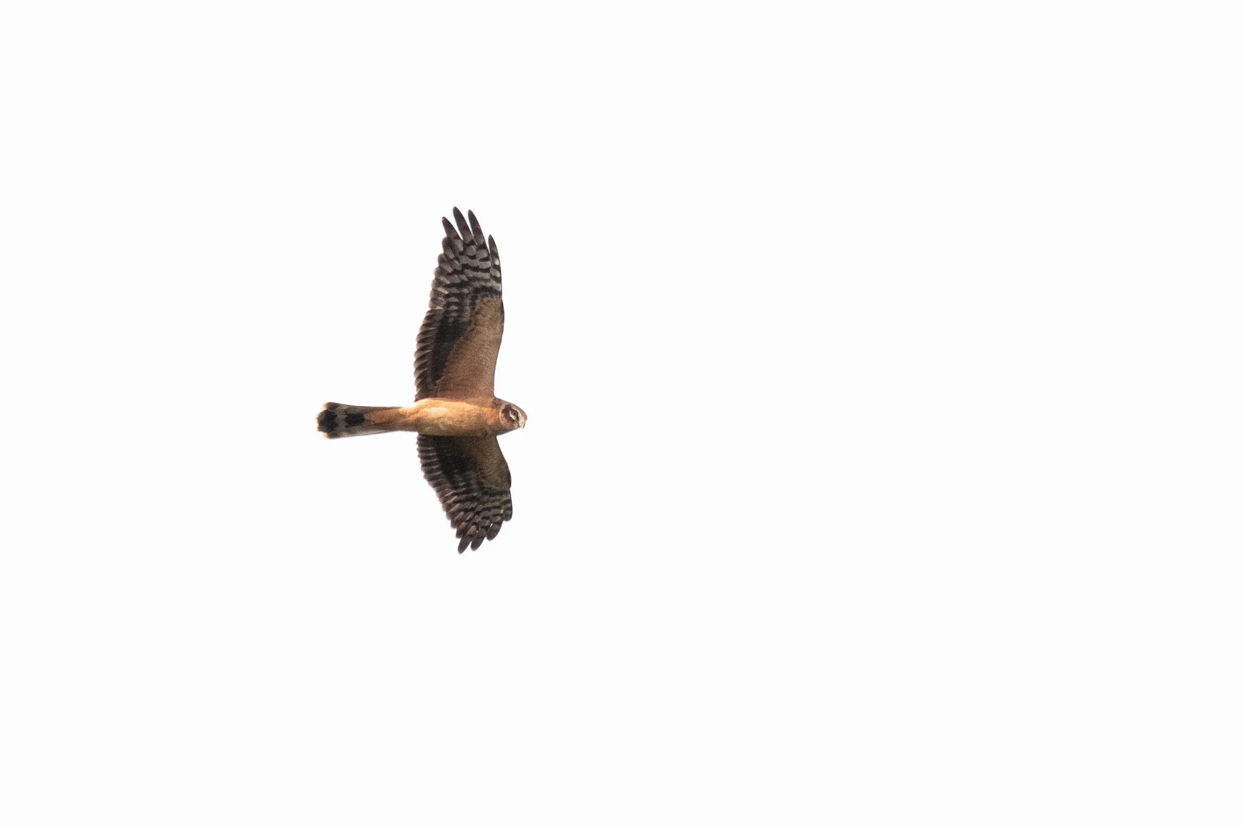 September 12th. Same bird as previous.