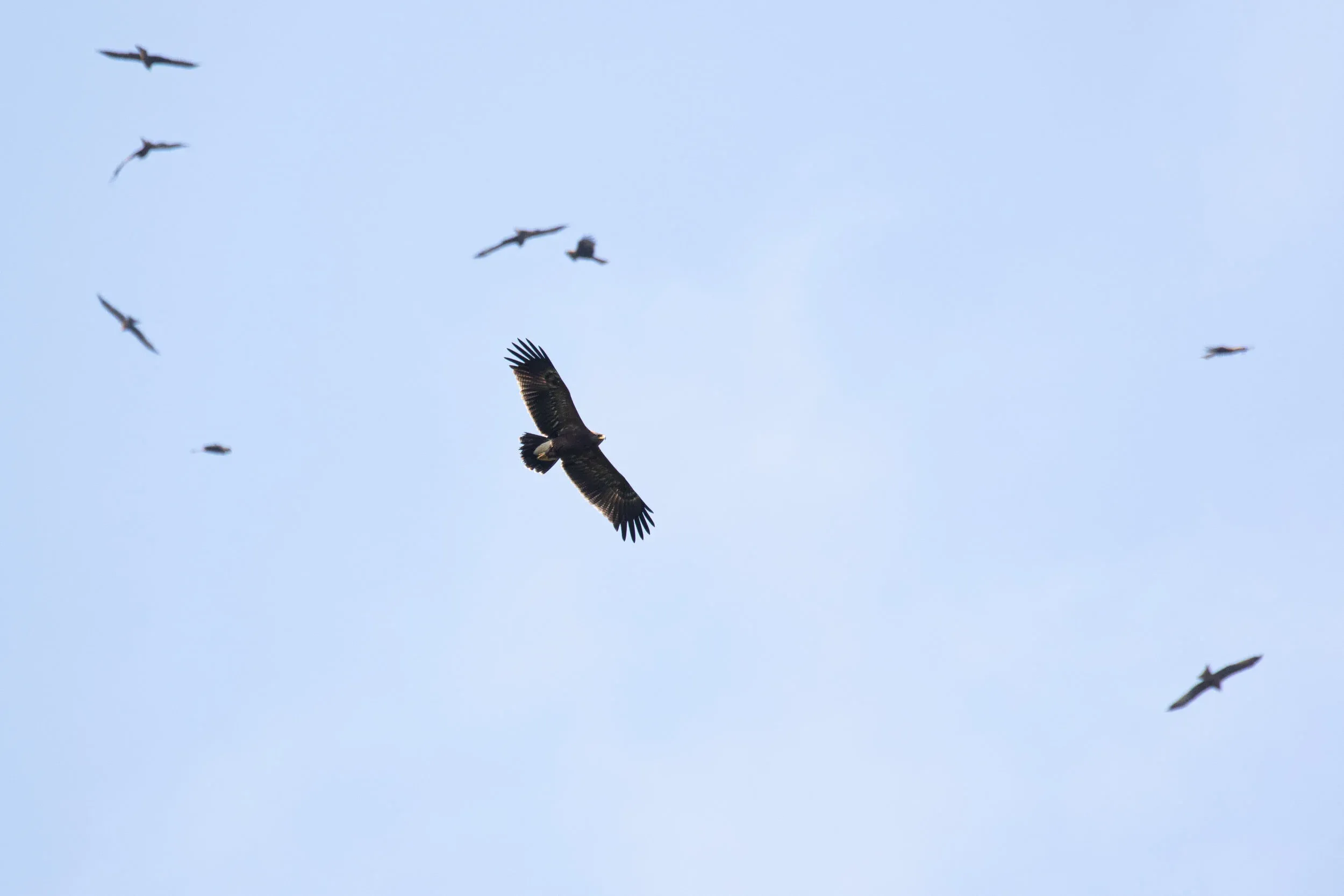 September 13th. Juvenile Lesser Spotted Eagle, soaring amongst Black Kites.
