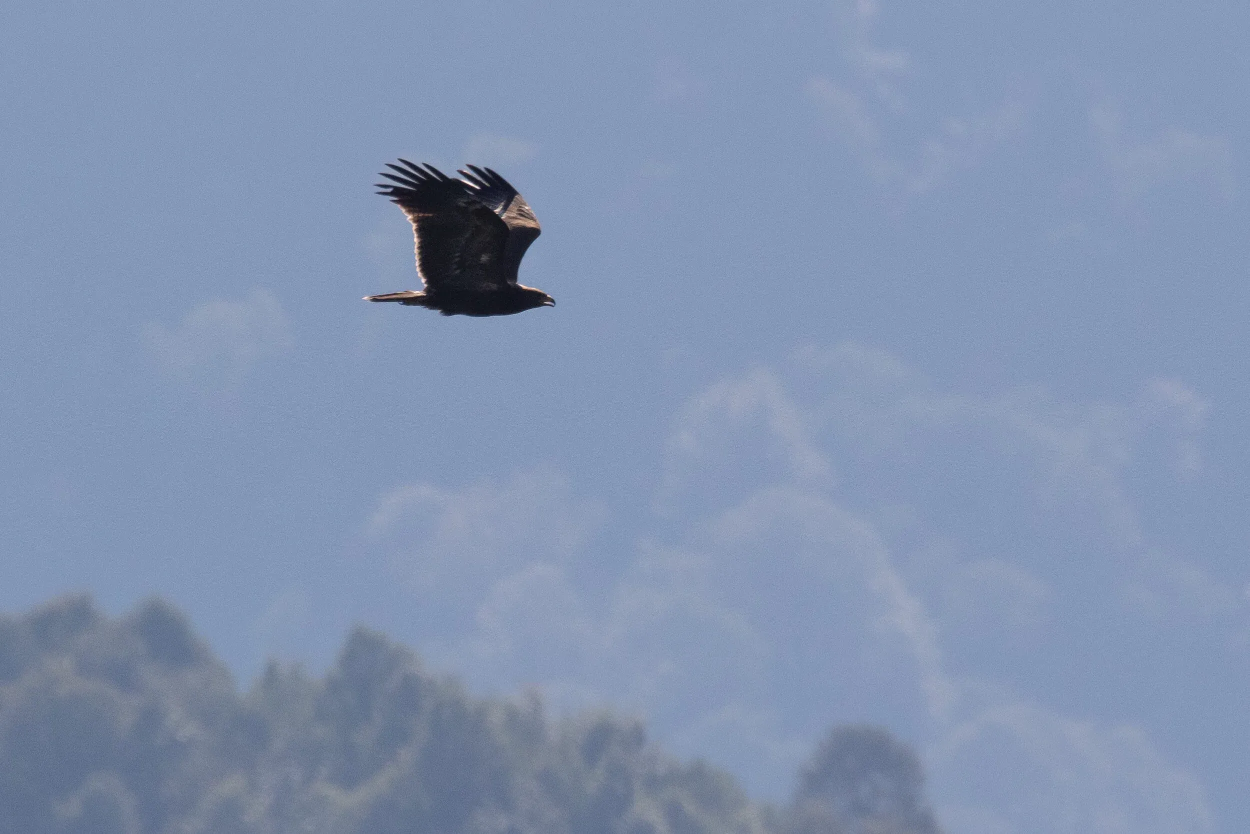 September 18th. Same bird as previous.