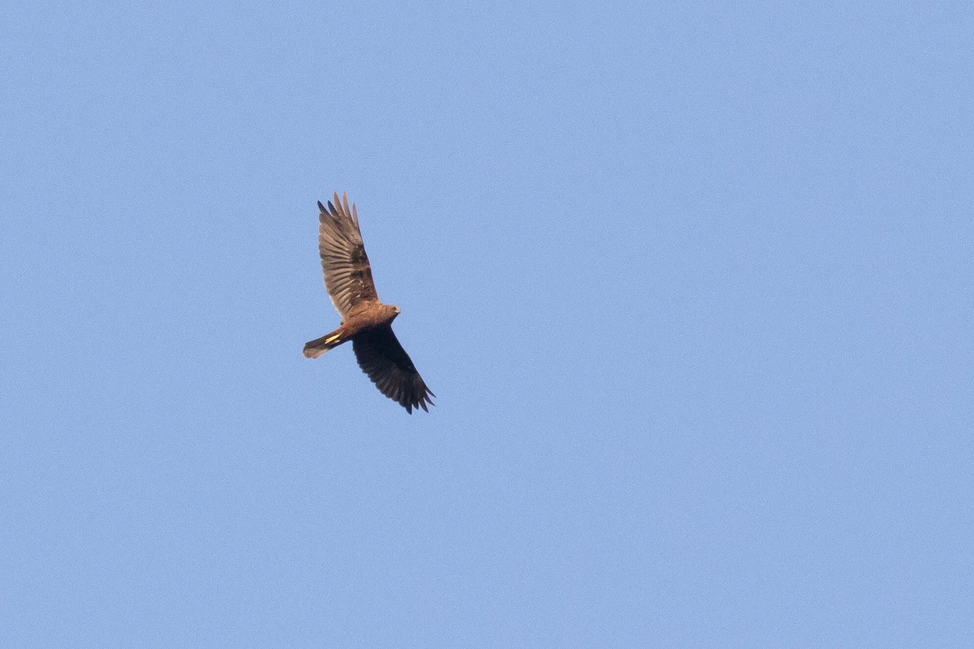 September 20th. An adult female Marsh Harrier, quite a dark bird lacking the usual yellow spotting on the head and underwing coverts.