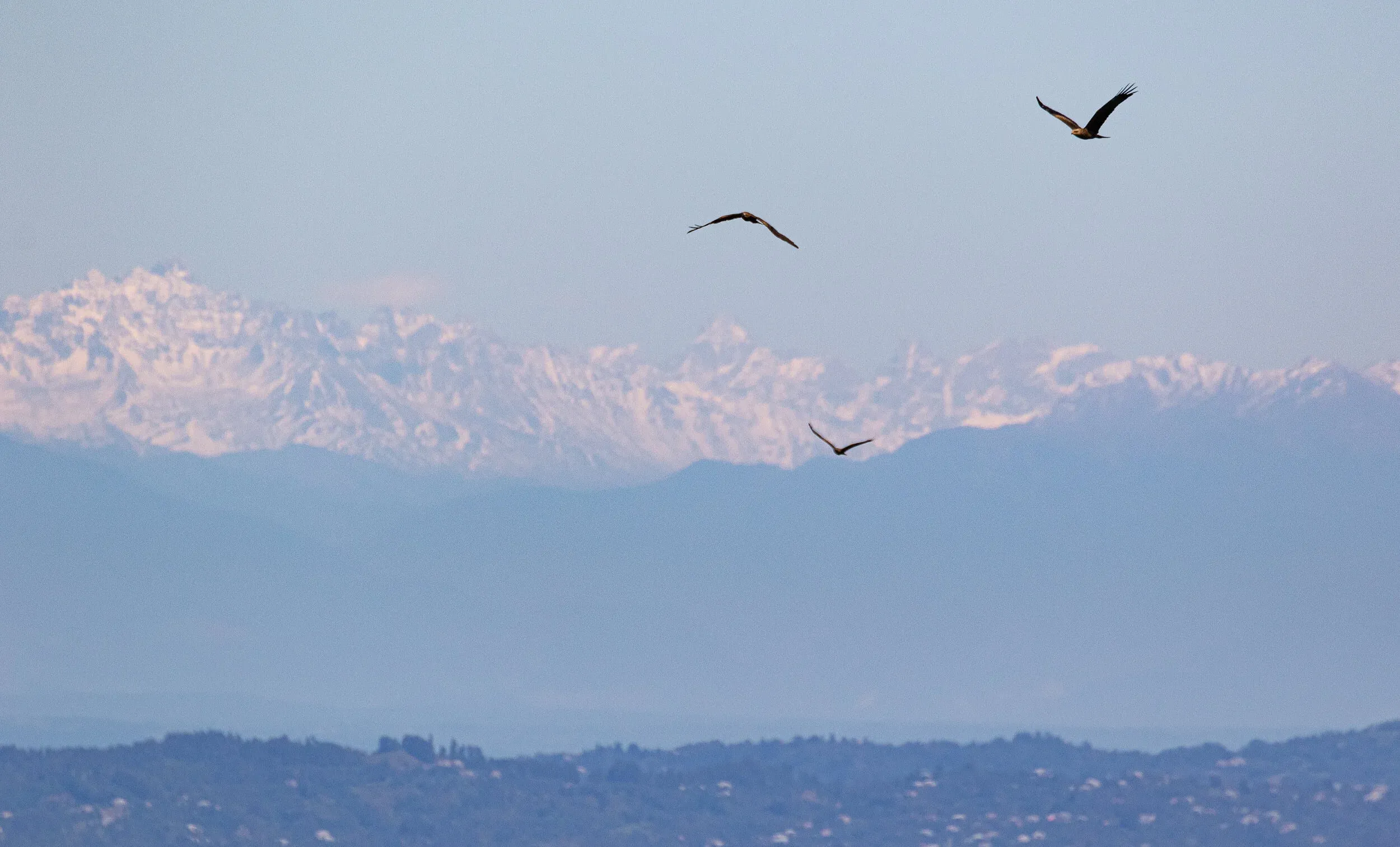 September 23rd. A flock of Black Kites approaching from the north, against the backdrop of the freshly snow-covered Greater Caucasus.