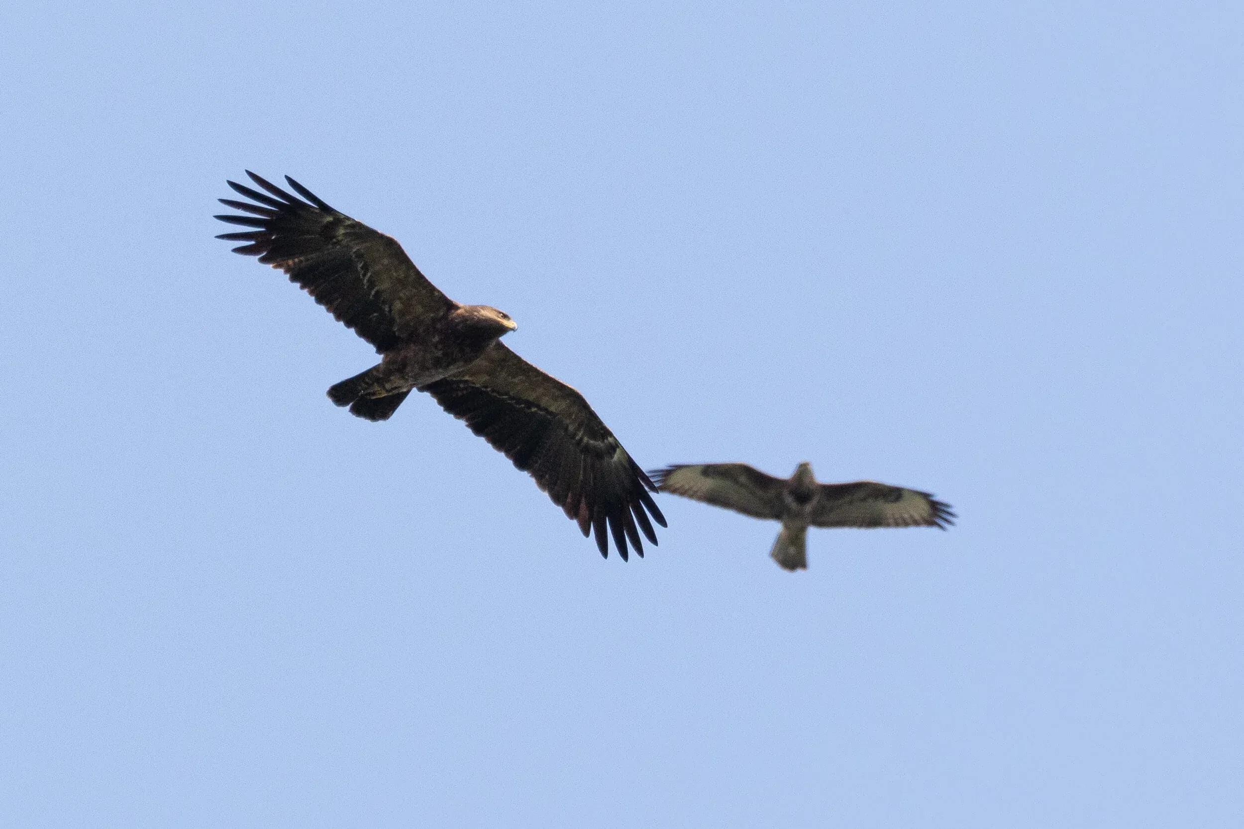 September 27th. (Young?) Adult Lesser Spotted Eagle, accompanied by a Steppe Buzzard.