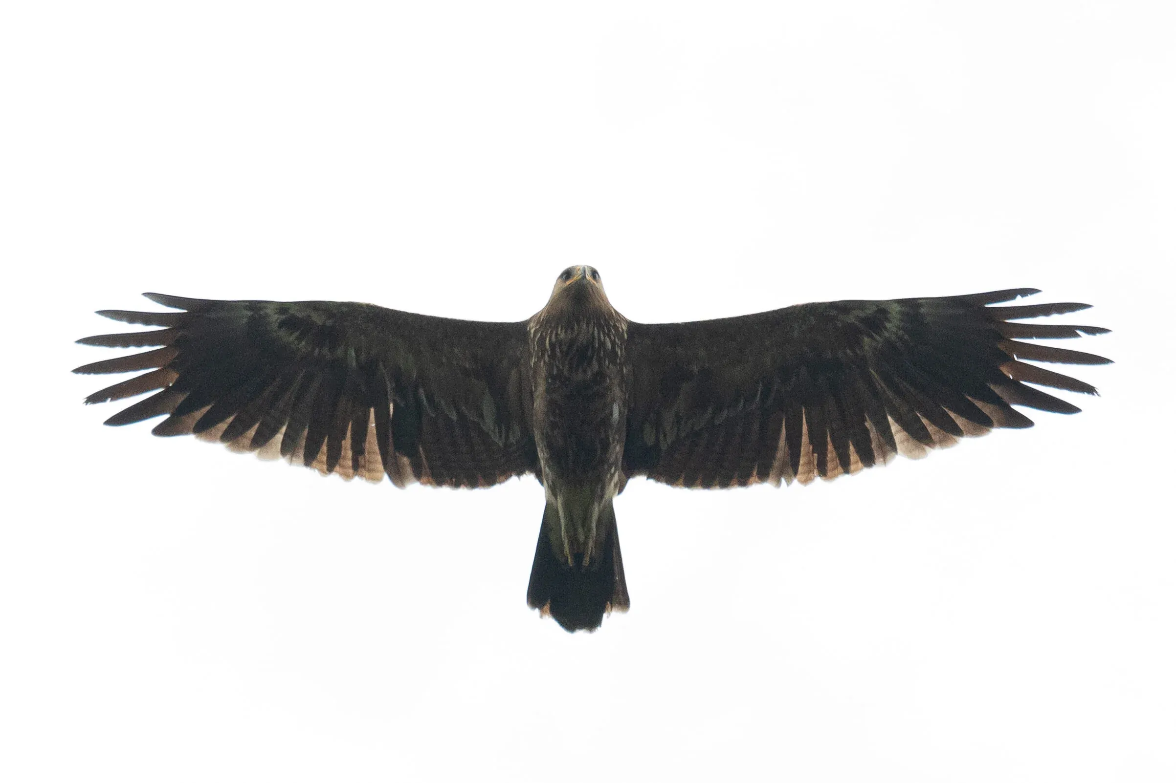 September 27th. Immature (2cy) Lesser Spotted Eagle, showing just fresh inner primaries and a single replaced secondary on both wings (and 1 growing on the right wing).