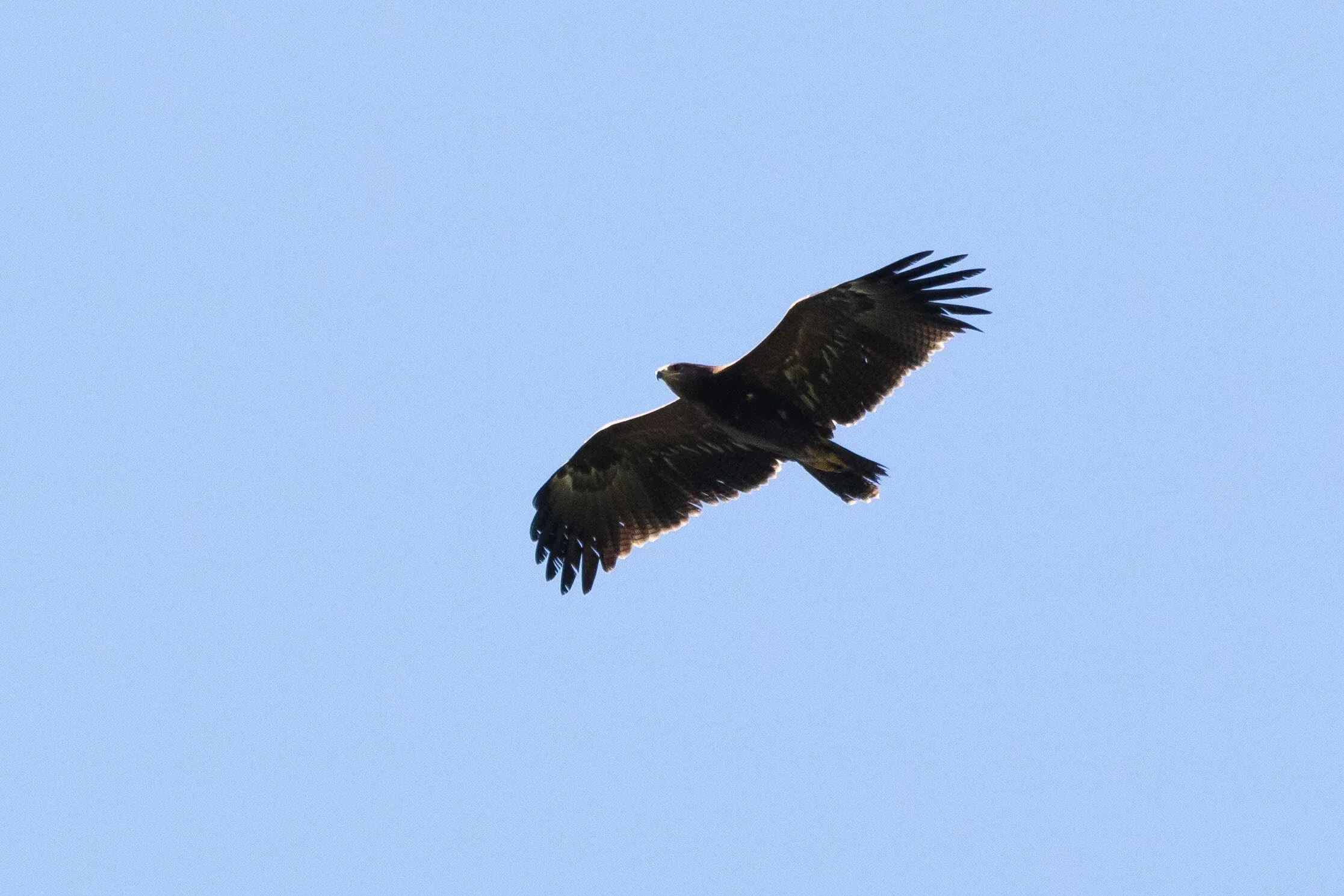September 30th. Another tatty-looking juvenile eagle, a Lesser Spotted in this case. Birds like this could very well end up being aged as immatures at a distance, but up close the plumage is just messy and lacks any signs of moult.