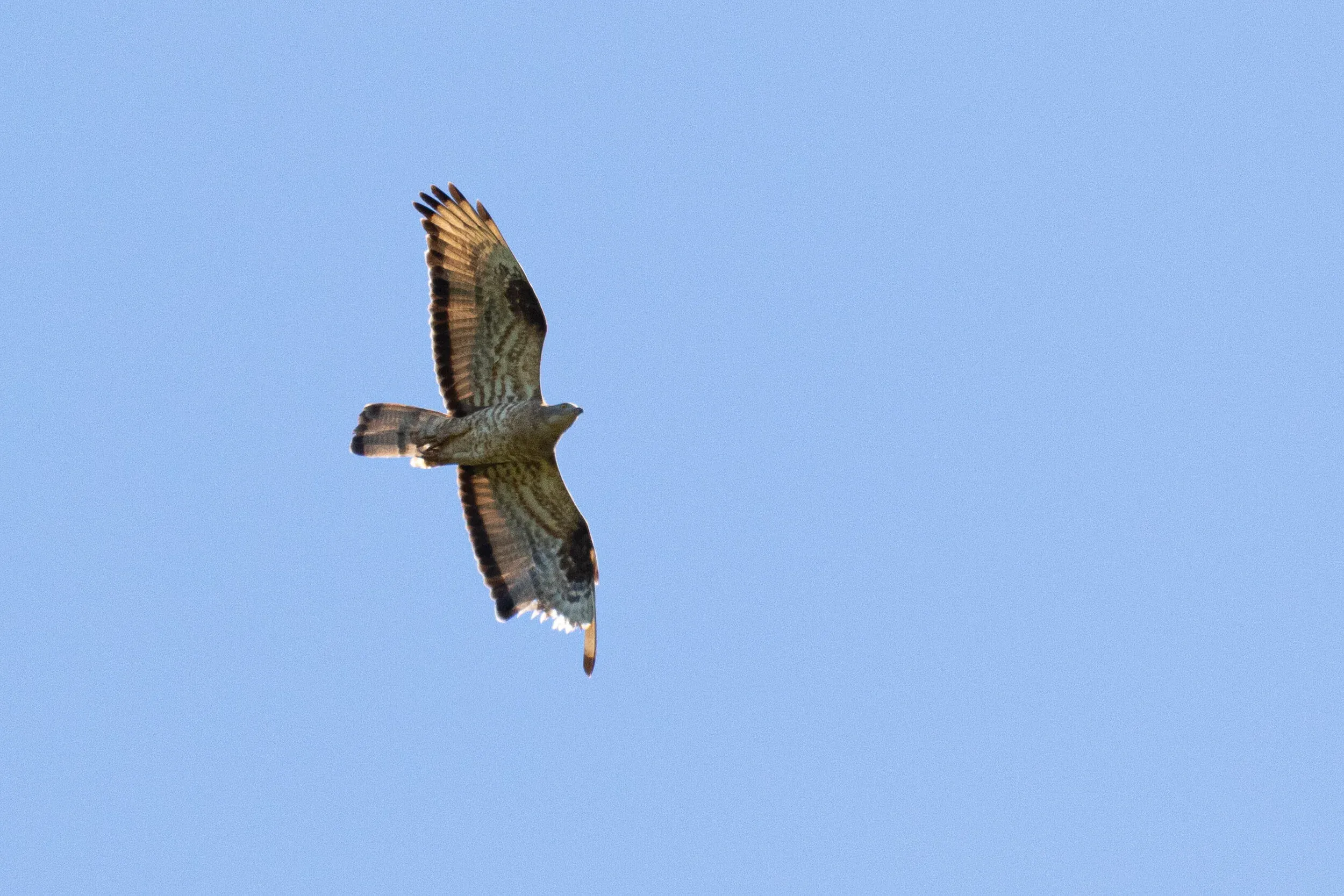 October 1st. By this time in the season, if you see a non-juvenile Honey Buzzard, there’s almost a guarantee something is wrong with the bird. This one has been shot in the left wing…