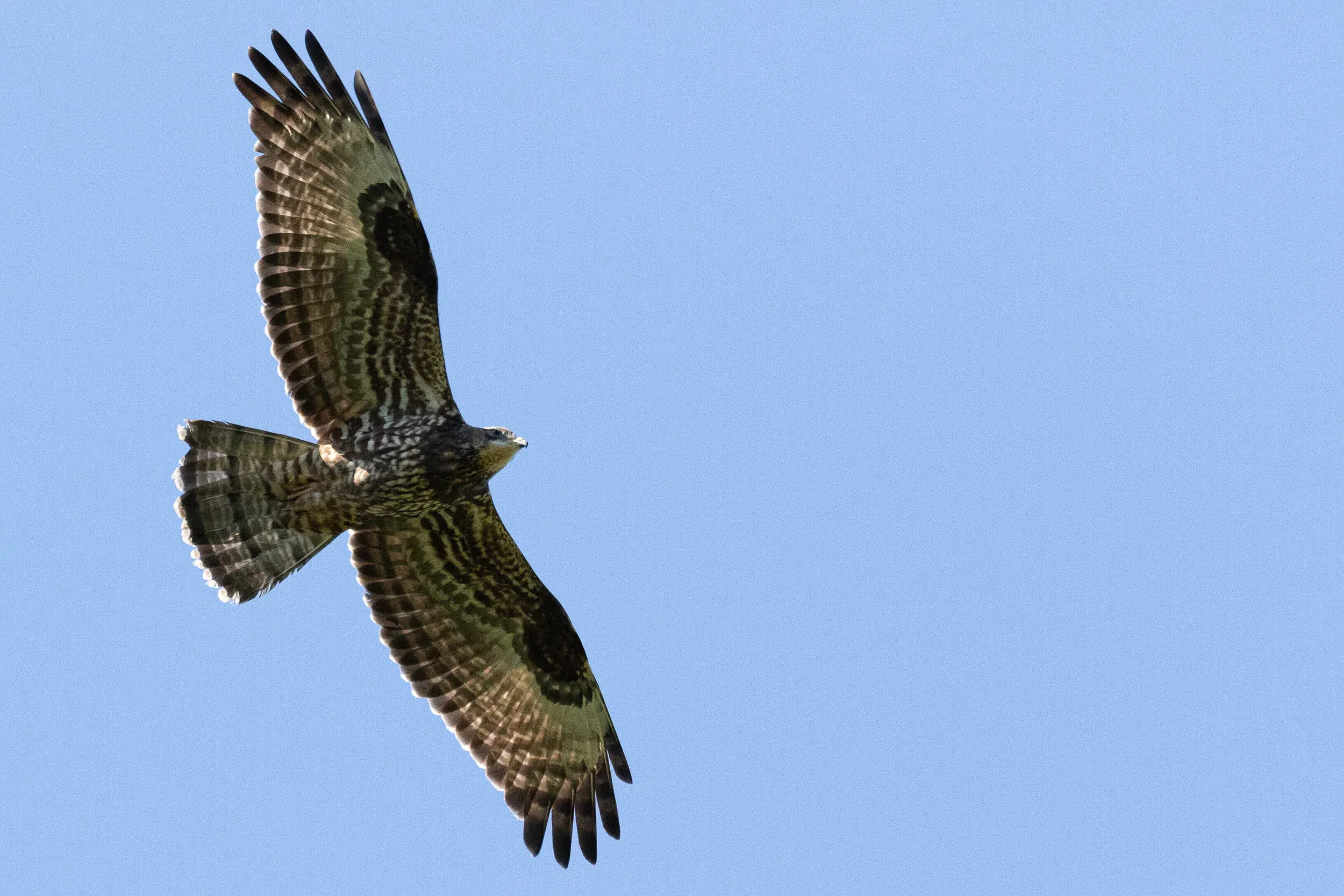 October 1st. Another juvenile Honey Buzzard, this time a very well-marked individual.