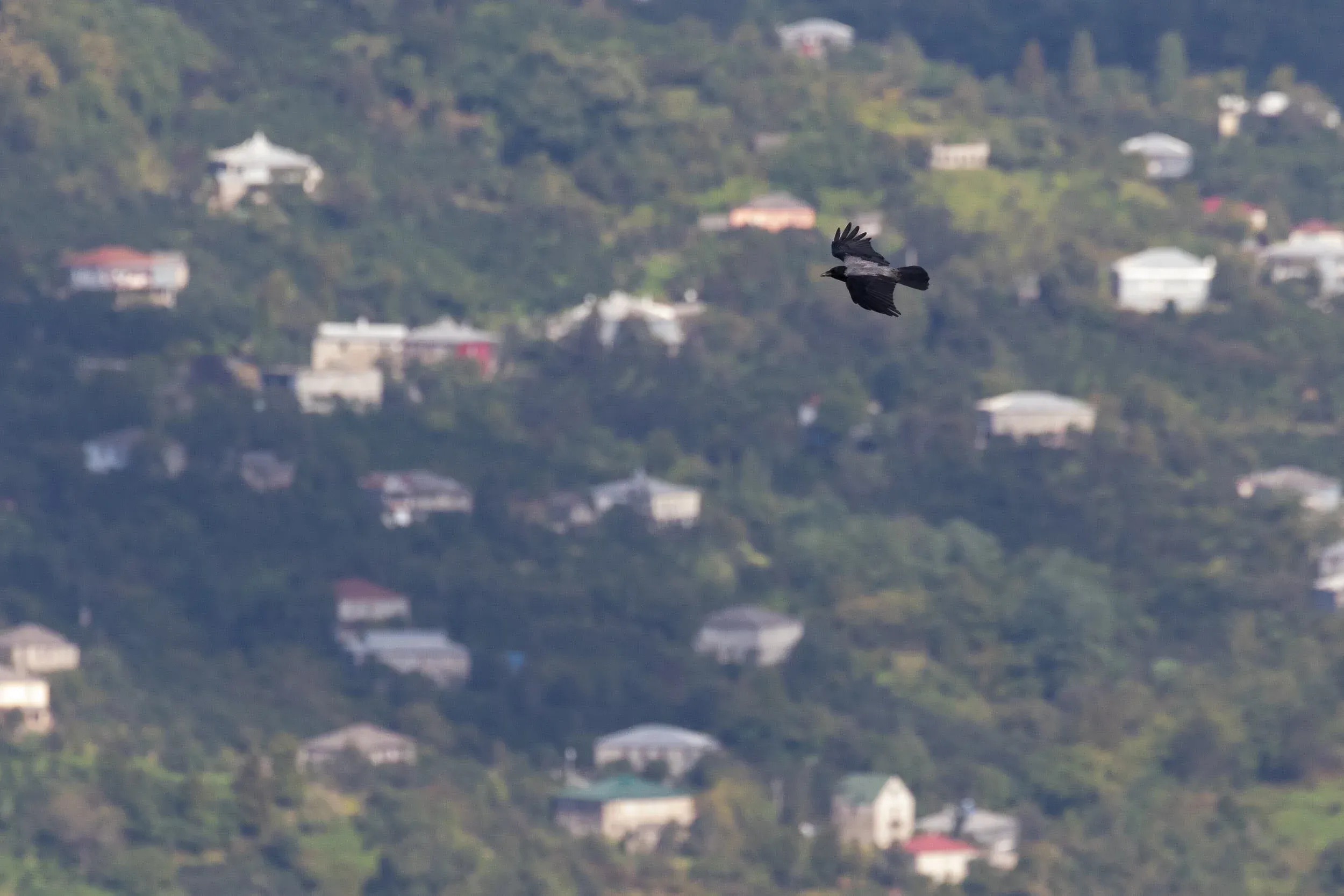 October 7th. It’s remarkable how invisible local birds remain on days with intense migration (that is, for most of August and September). When migration slows down in the bottleneck and fewer birds pass, Hooded Crows and local Ravens take to the skies again more prominently.