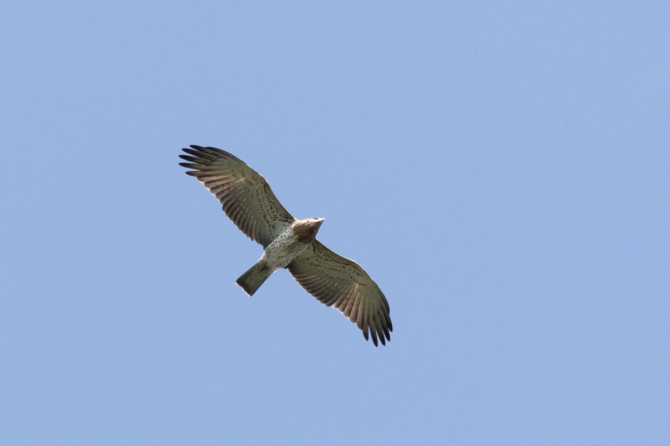 October 8th. A juvenile Short-toed Eagle. Interesting how far the secondaries protrude beyond the primaries in this bird…