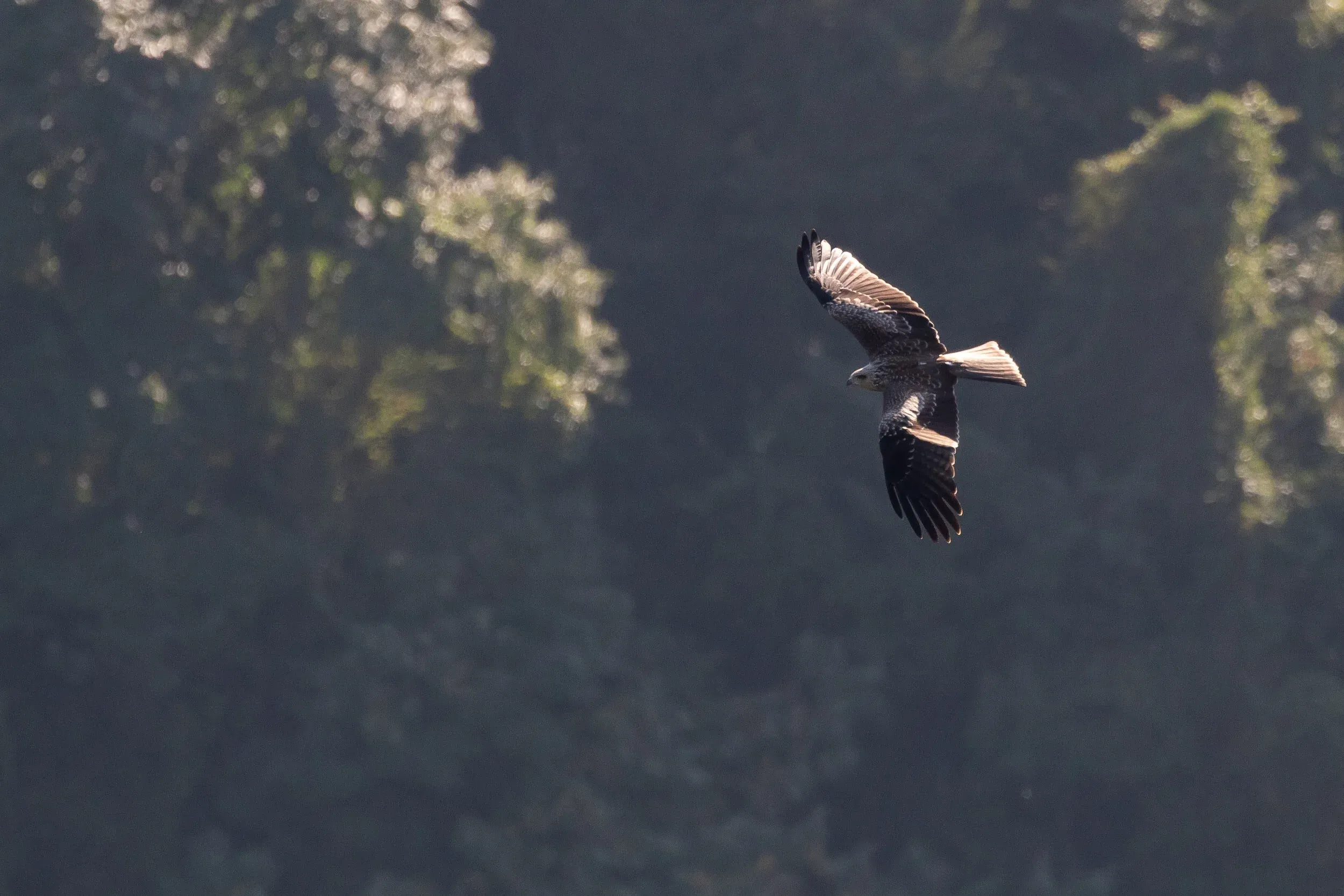 October 10th. Nice view on the upperside of a juvenile Black Kite. The strangely lit patch on the left upperwing is an indication of something bad though: this bird is injured…