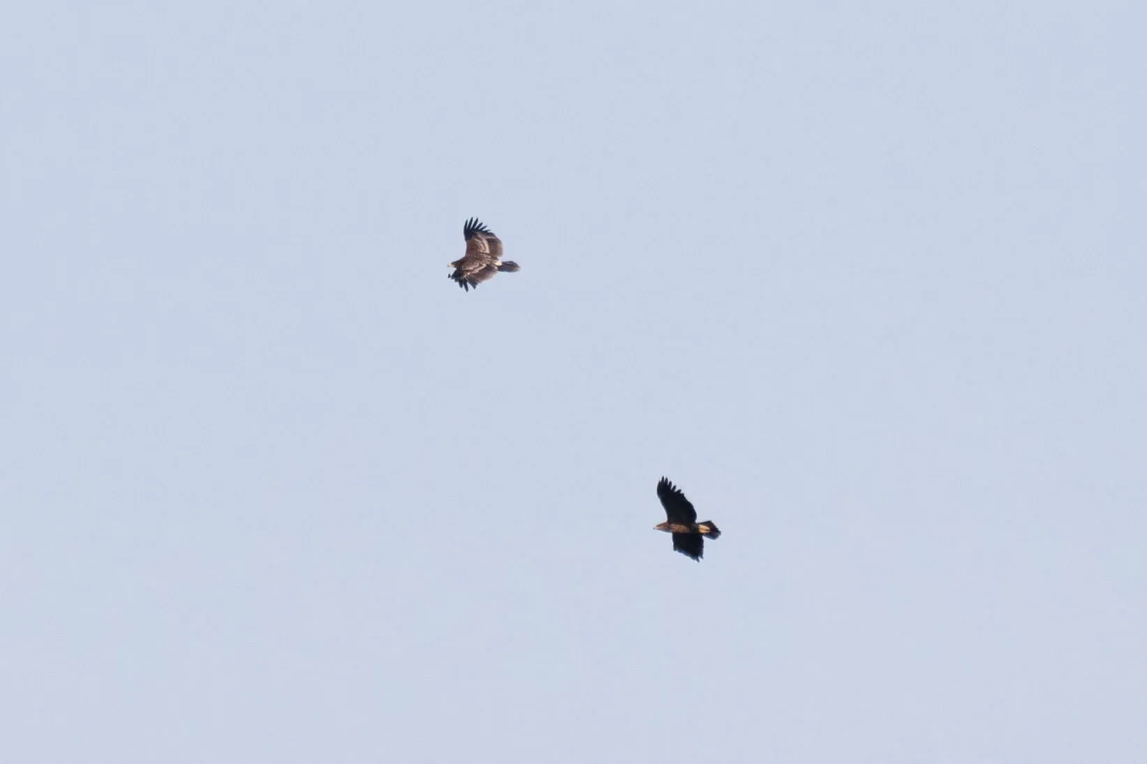October 10th. Juvenile Lesser Spotted (right) and juvenile Greater Spotted Eagle (left). Same birds as previous.