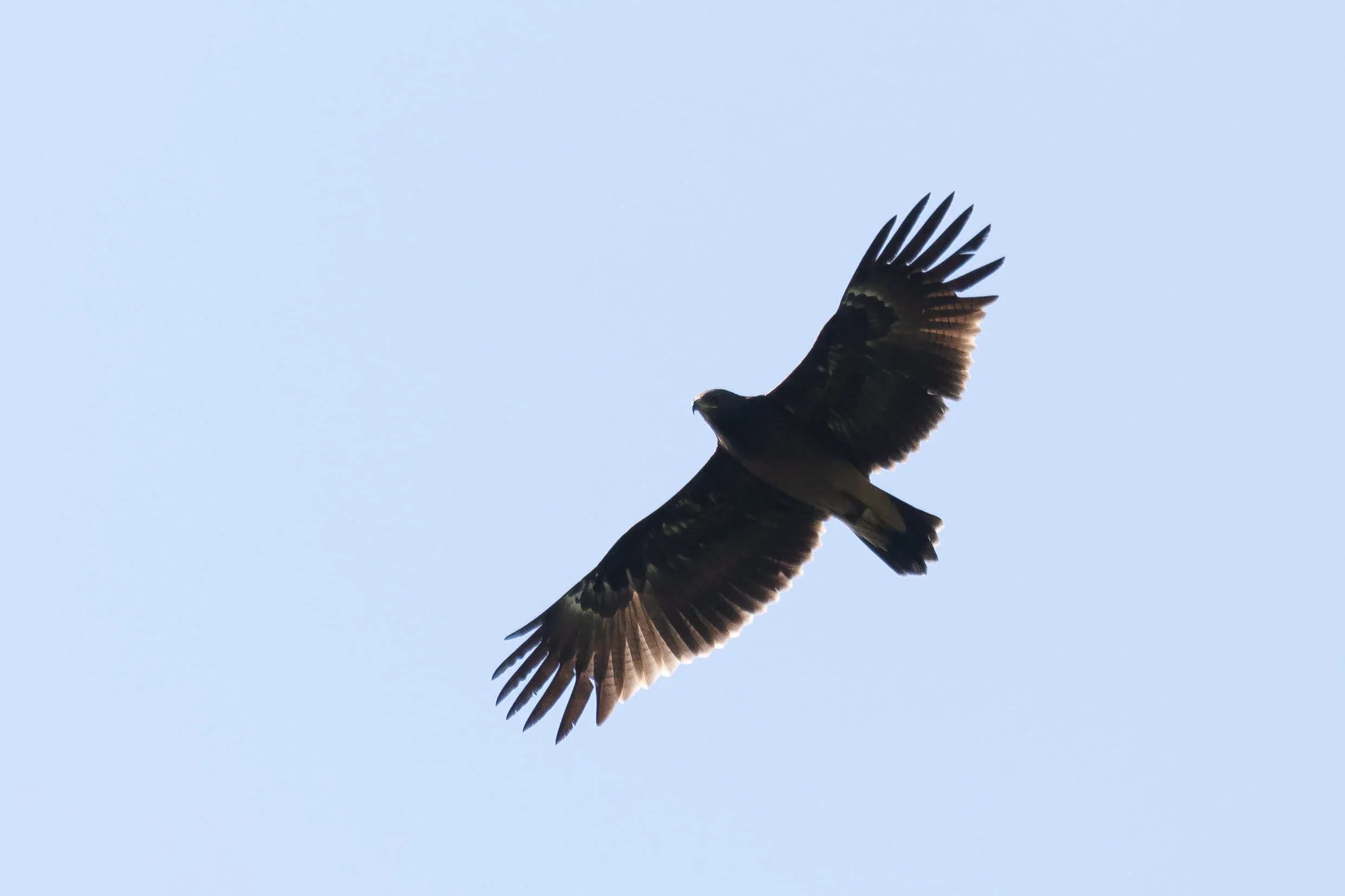 October 10th. Lovely juvenile Greater Spotted Eagle, with a sublime body plumage: a perfect color transition from head to undertail.