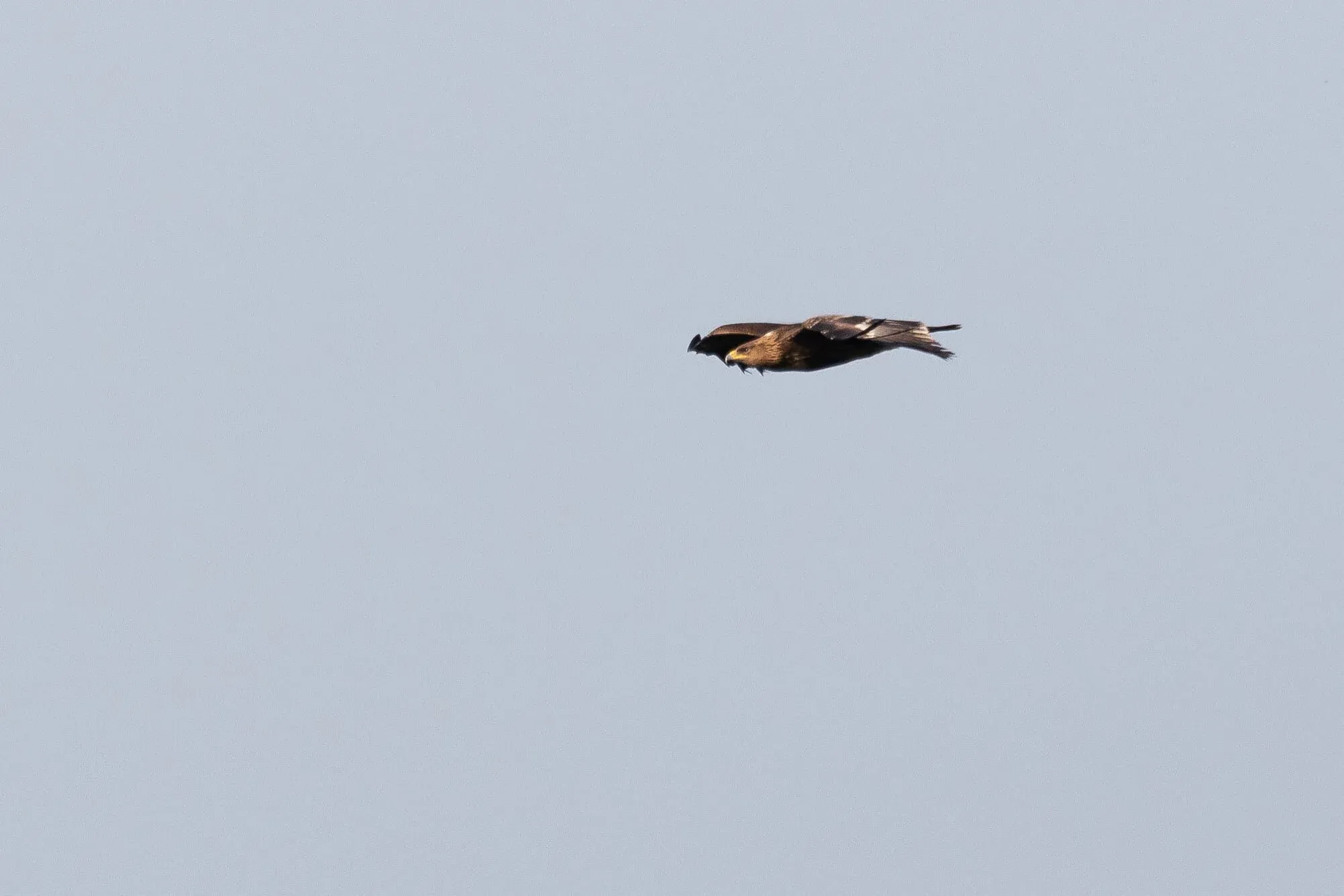 October 10th. Very strongly-marked juvenile Aquila. Head-on this bird gave the impression of an approaching Steppe Eagle with these pale streaky crown-feathers (for some reason the paler nape patch was not visible). Unfortunately this bird was only seen gliding, so it didn’t show much, but I’d be tempted to call it ‘mostly a Lesser’, as it’s difficult to exclude the option of some GSE genes.