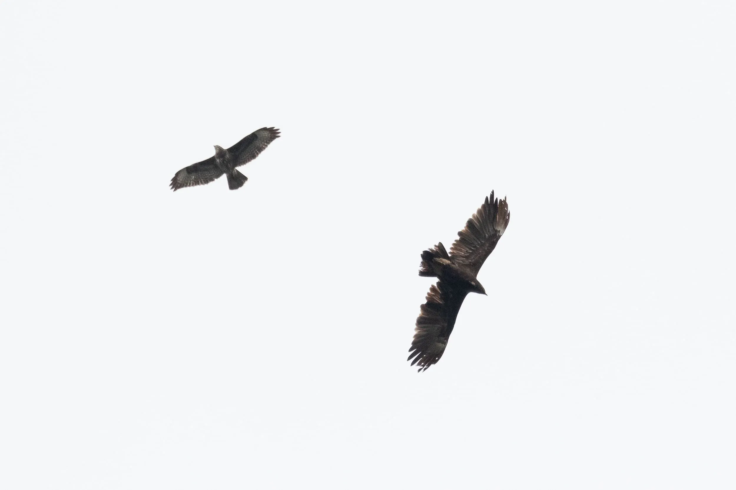 October 11th. An immature (2cy) Greater Spotted Eagle and a Steppe Buzzard.