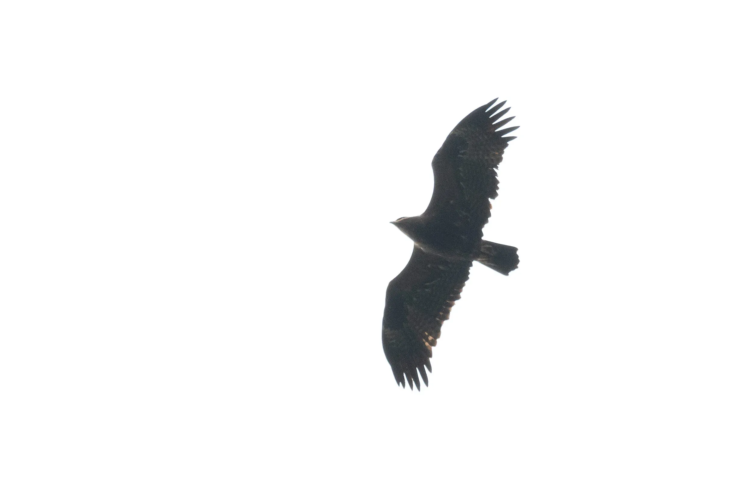 October 11th. Adult Steppe Eagle.