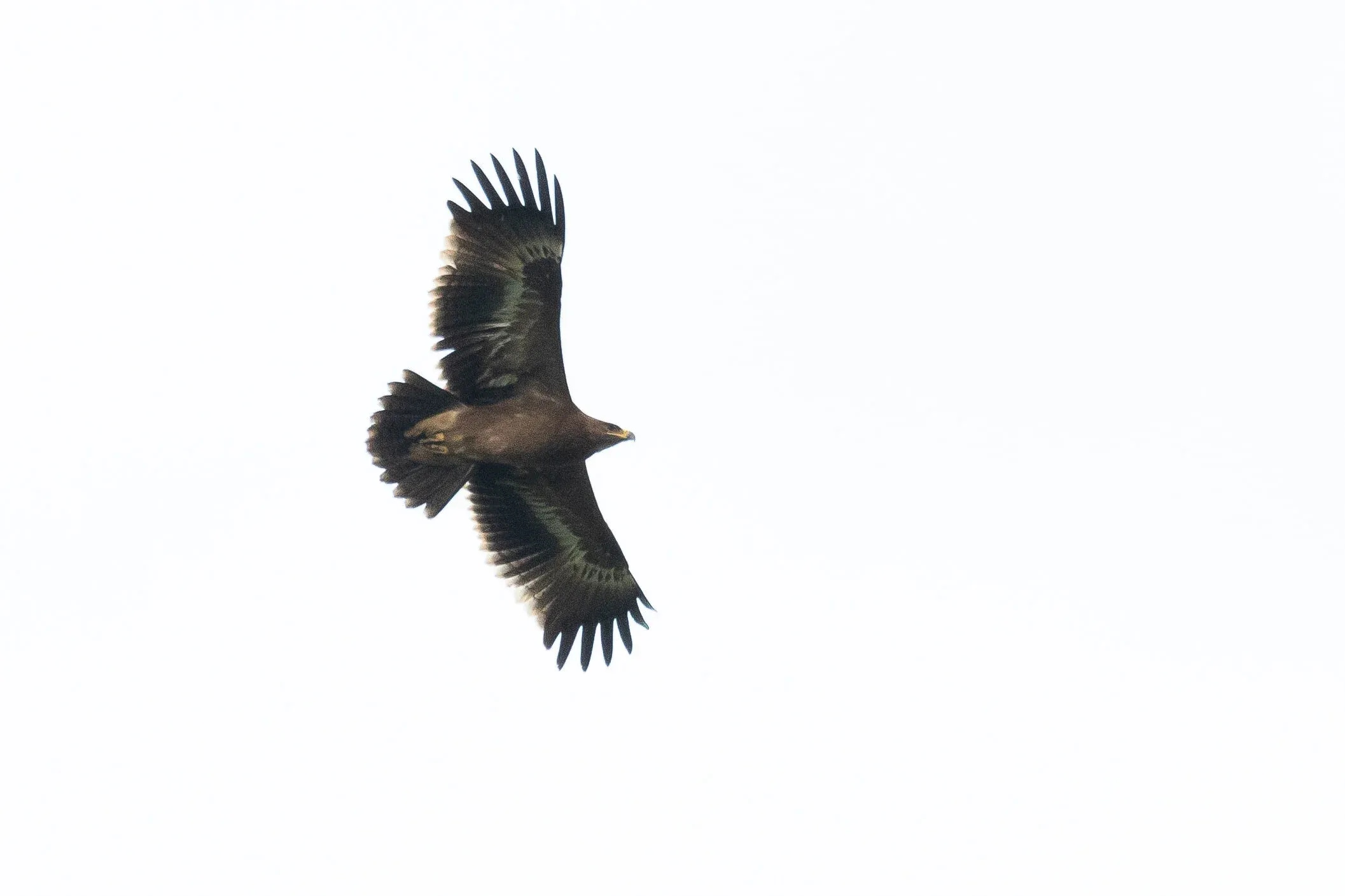 October 11th. Juvenile Steppe Eagle, same bird as previous.