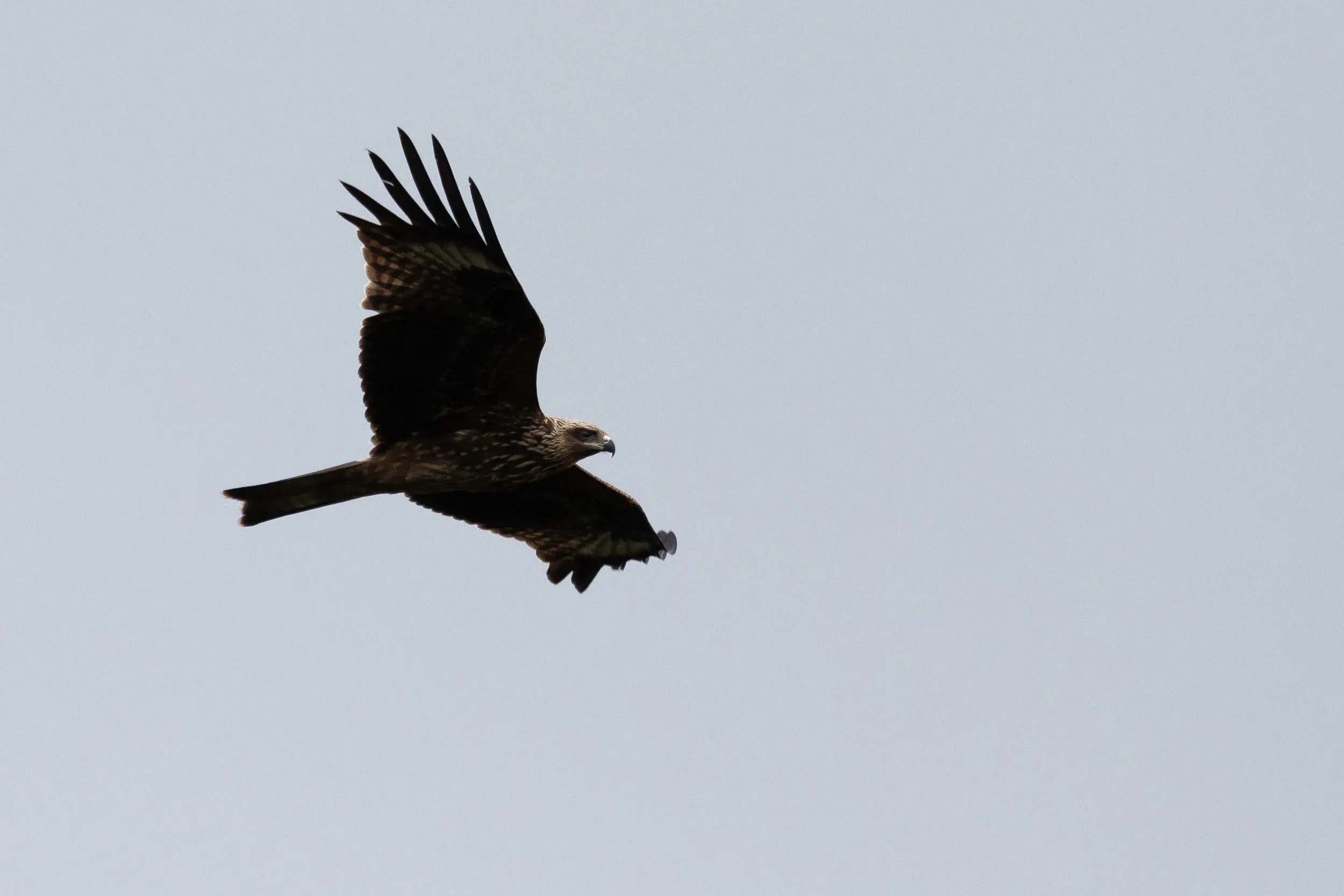 October 11th. A juvenile ‘Black Kite’ of the Batumi-type, an intergrade of western and eastern populations of Black(-eared) Kites, with blue-ish bare parts.