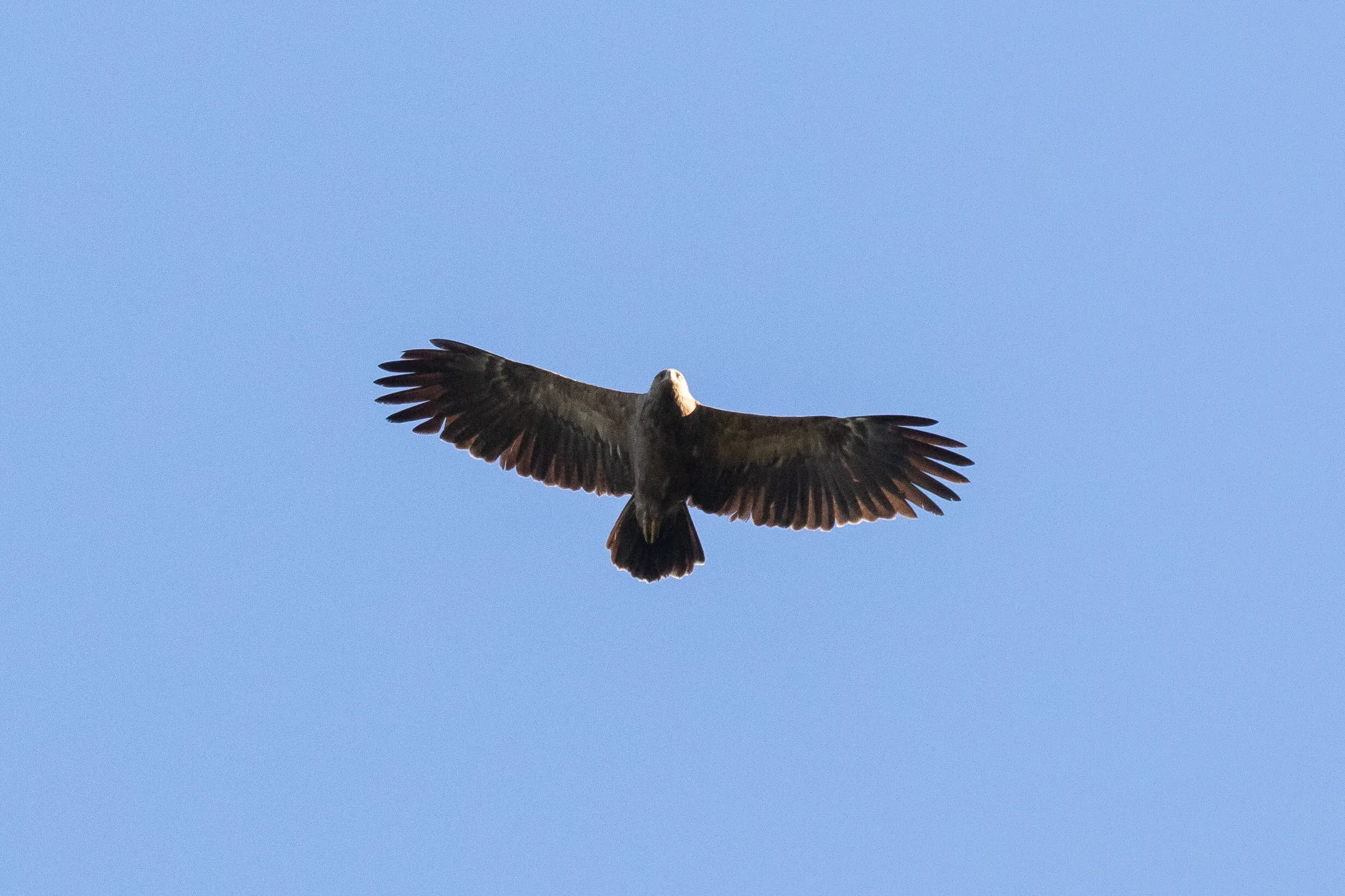 October 14th. An adult Lesser Spotted Eagle. By this time in the season the LSEs are in the minority and they become the cherries amongst Greater Spotteds and Steppe Eagles.