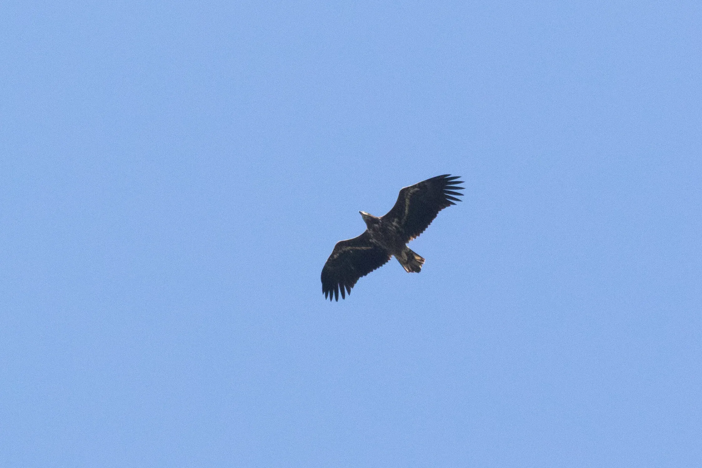 October 14th. A juvenile White-tailed Eagle passed in our overhead.