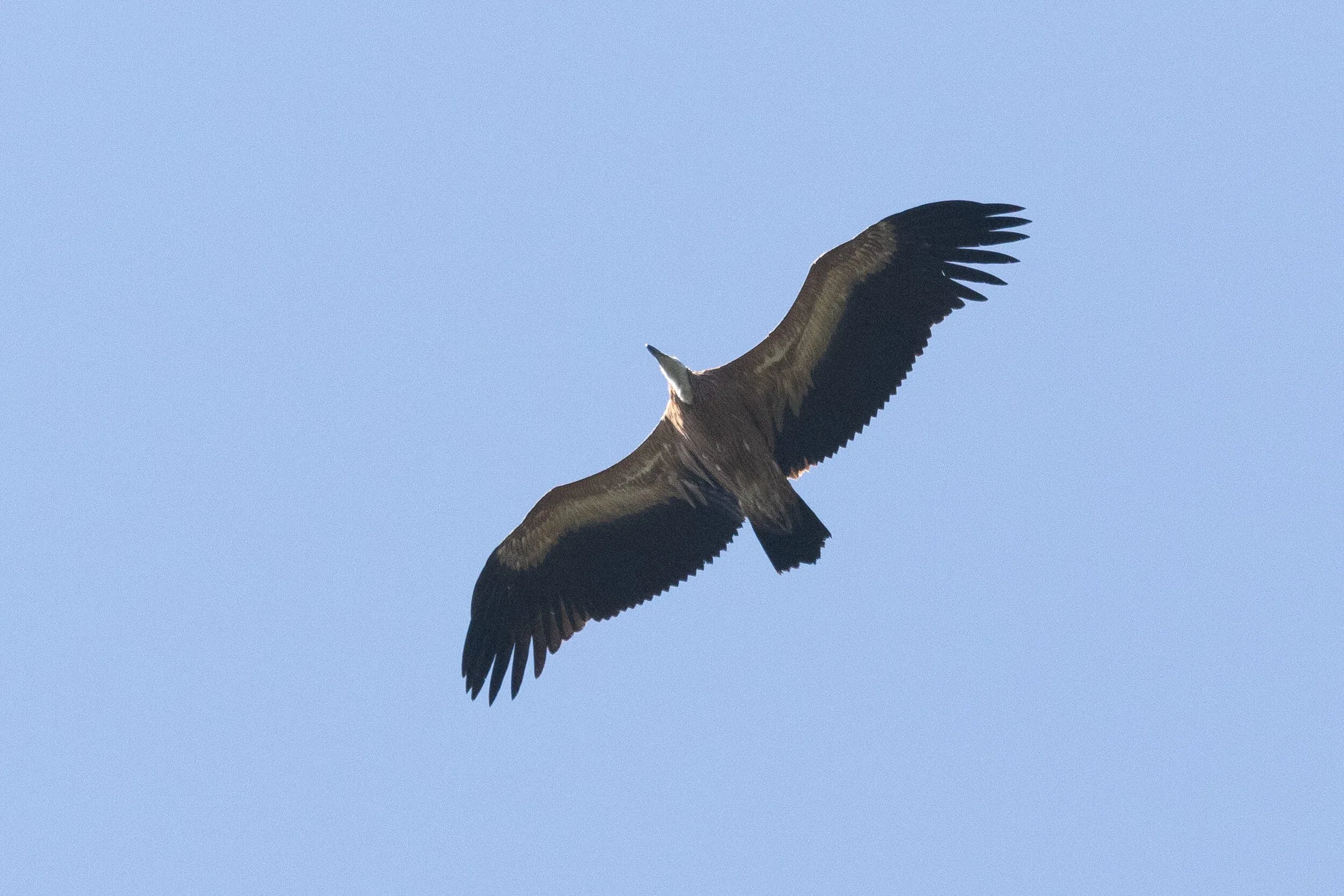 October 14th. And a juvenile Griffon Vulture…