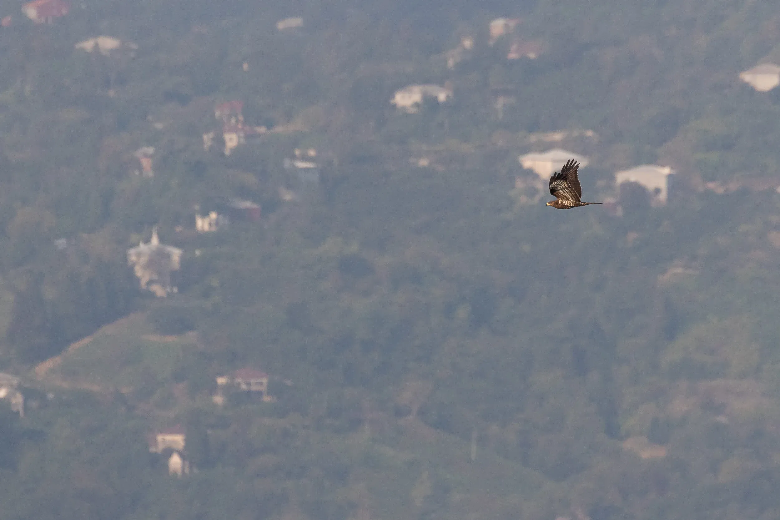 October 17th. A juvenile Honey Buzzard flying through the bottleneck.