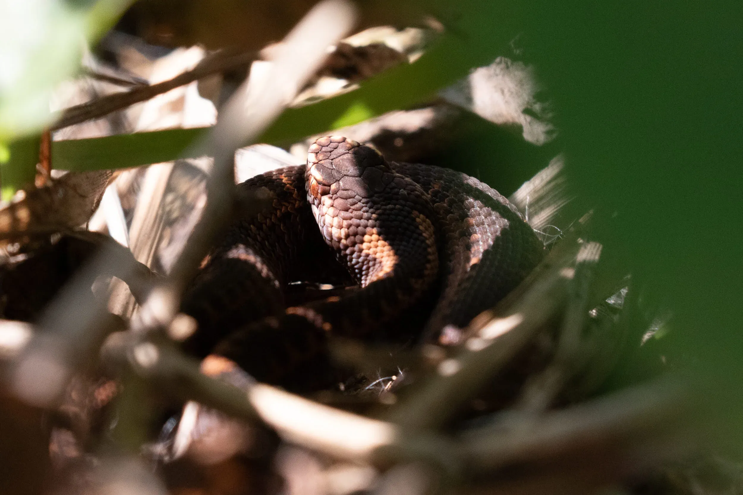 October 18th. Caucasian Viper on Station 2.