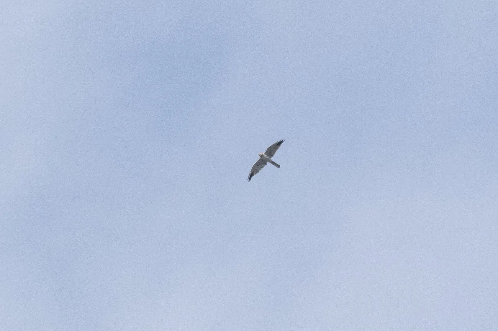 October 18th. An immature male Pallid Harrier with retained juvenile secondaries.