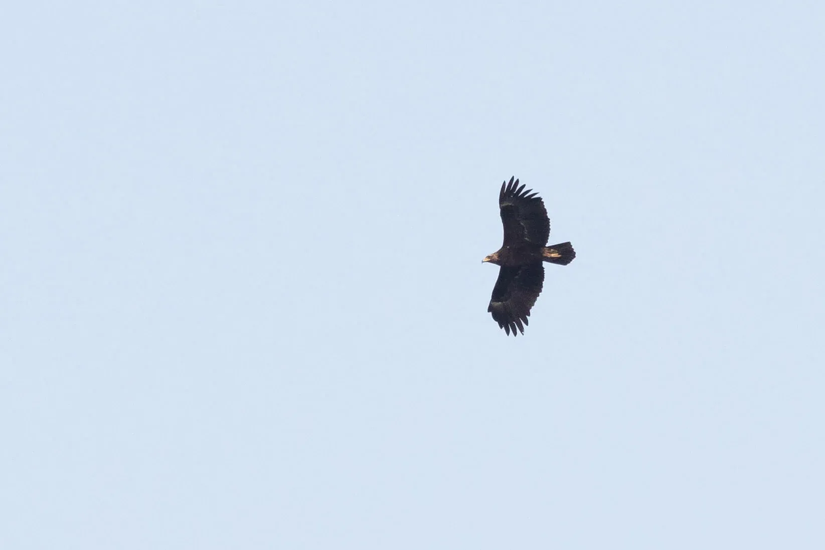 October 19th. ‘ Oh, nevermind.’ Same bird as previous: an old immature/subadult Greater Spotted Eagle.
