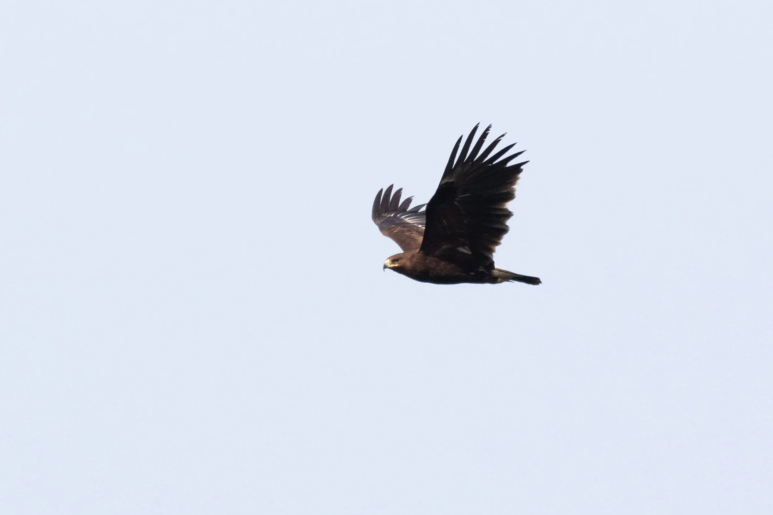 October 19th. An immature Greater Spotted Eagle. Probably a 2cy, but I cannot exclude a somewhat retarded 3cy.