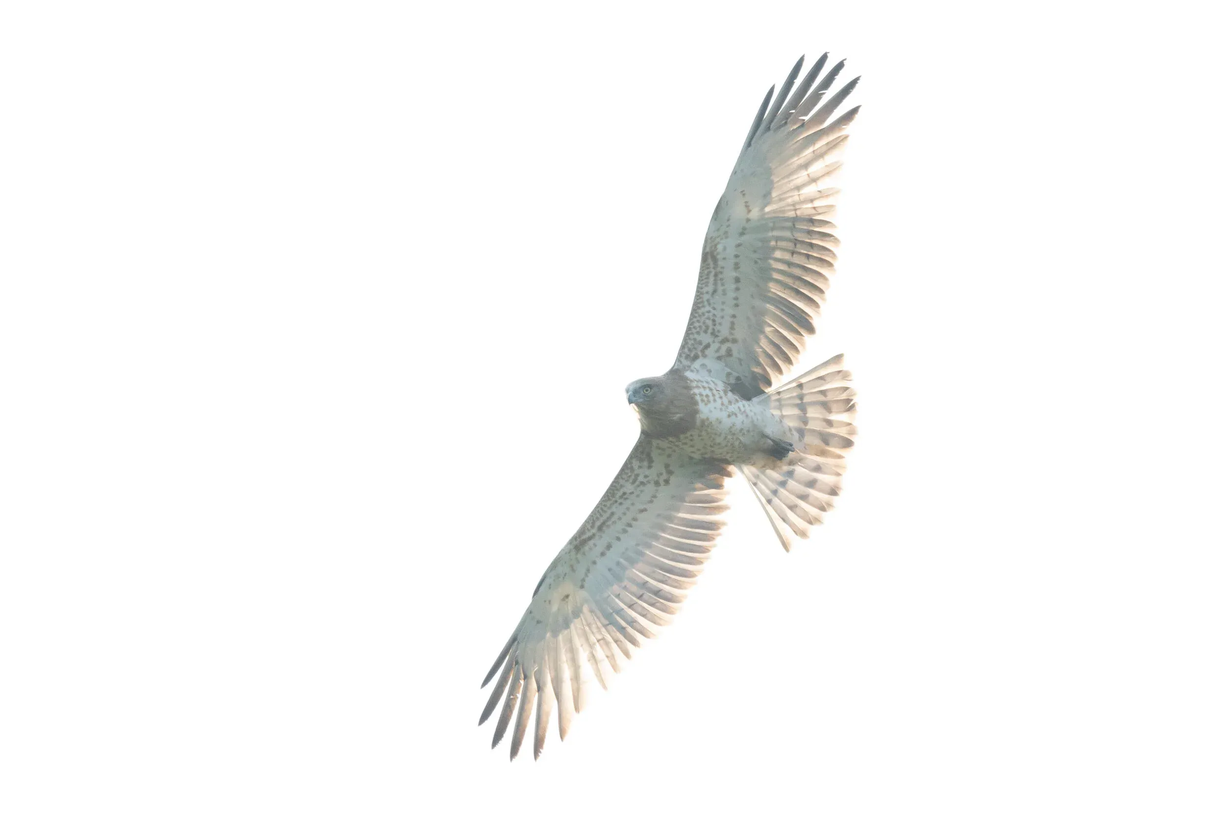 October 21st. High-key photo of a juvenile Short-toed Eagle, an unintended side-effect of a bird flying almost right in front of the sun.