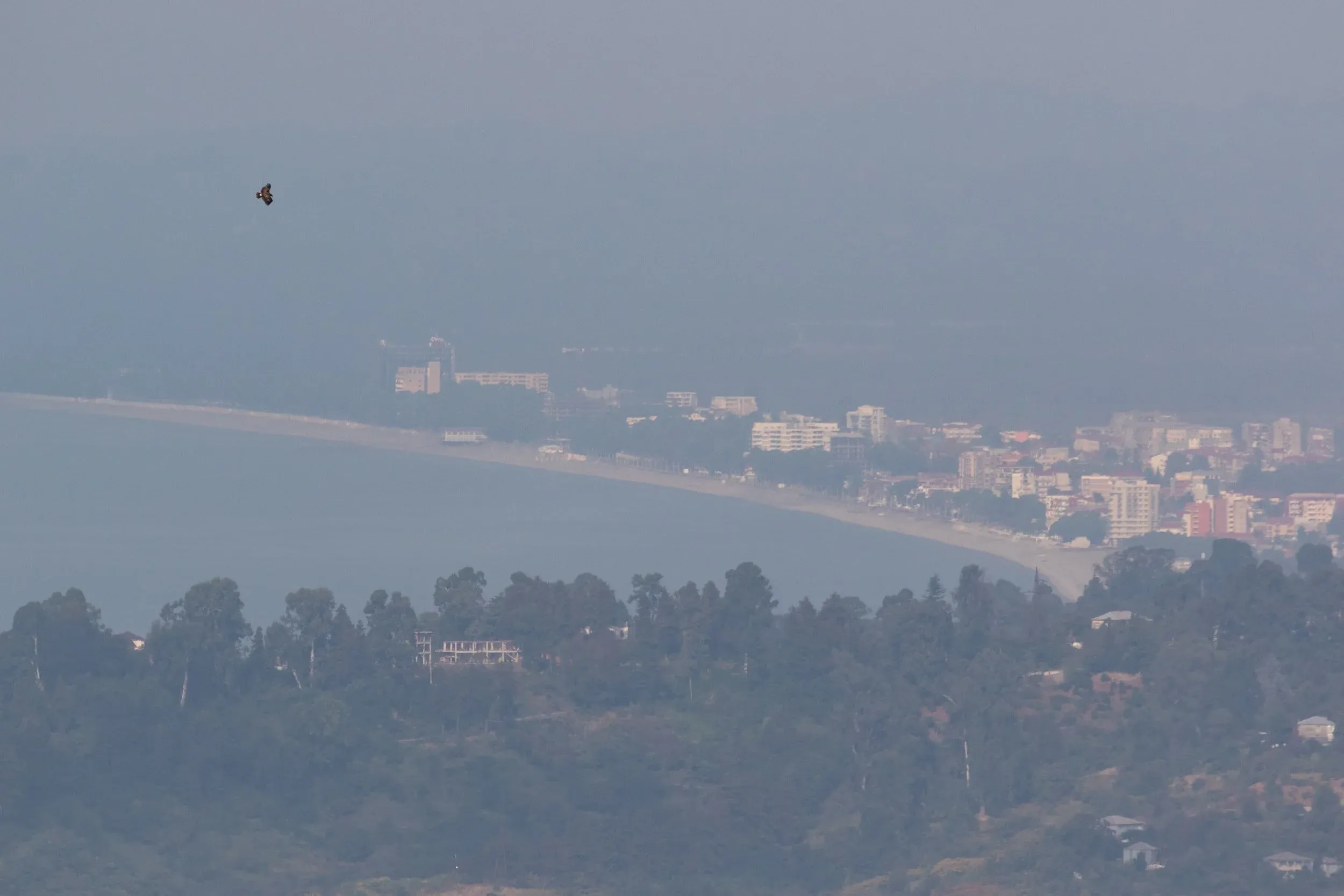 October 25th. And that’s how we end the photos of this season: with a soaring juvenile Greater Spotted Eagle — the nicest of all large eagles — and the city of Kobuleti in the distance.