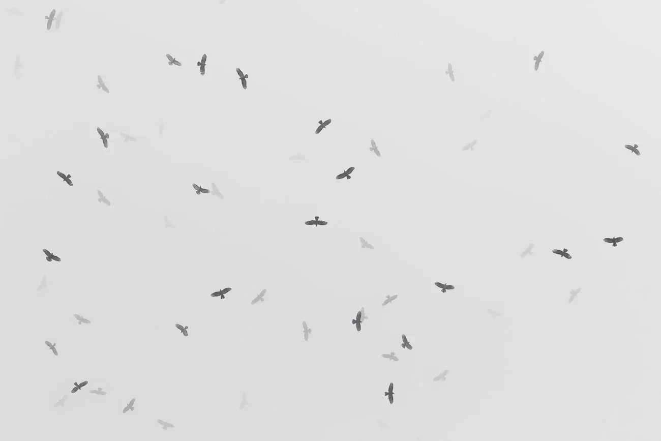 A kettle of Honey Buzzards disappearing in the clouds, a regular sight in the Batumi bottleneck. Photo by Bart Hoekstra.
