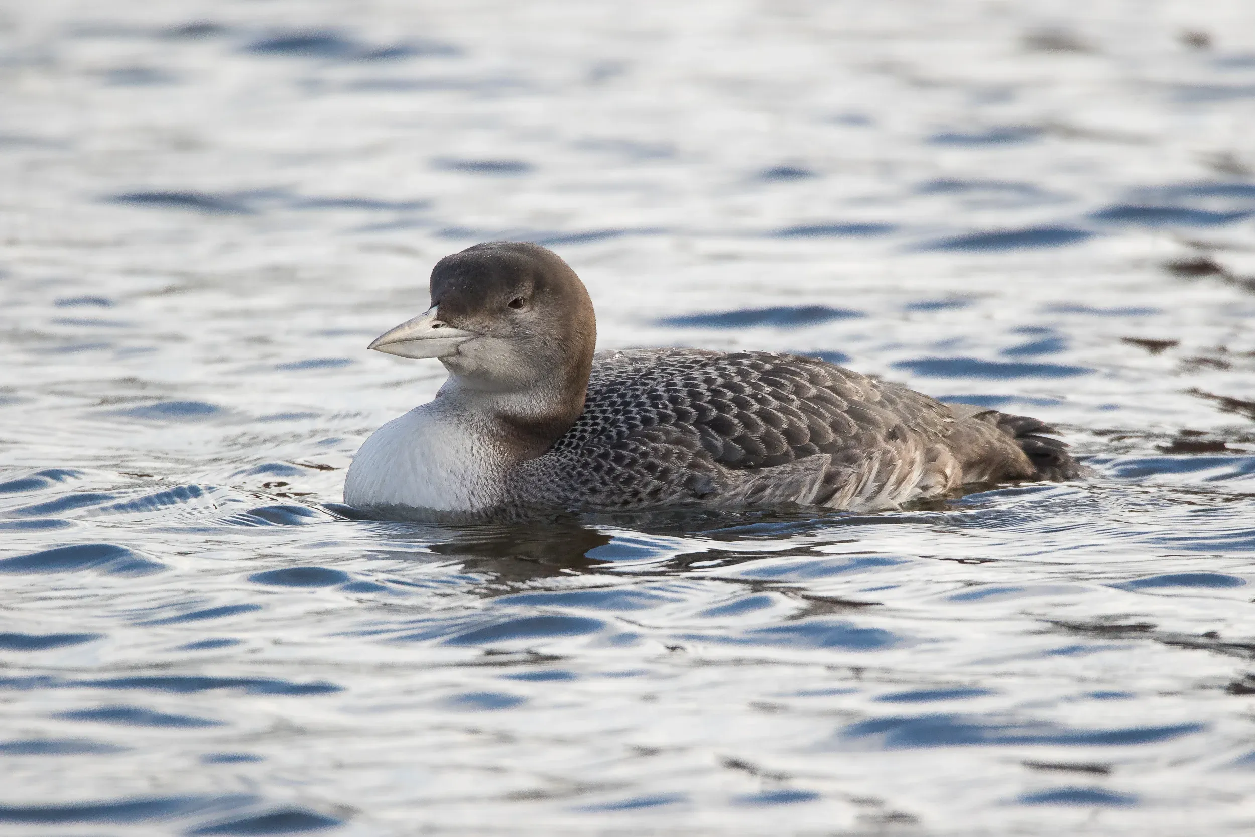 Most of the time, when the loon is not underwater, it’s just floating along like this on the Laak channel.