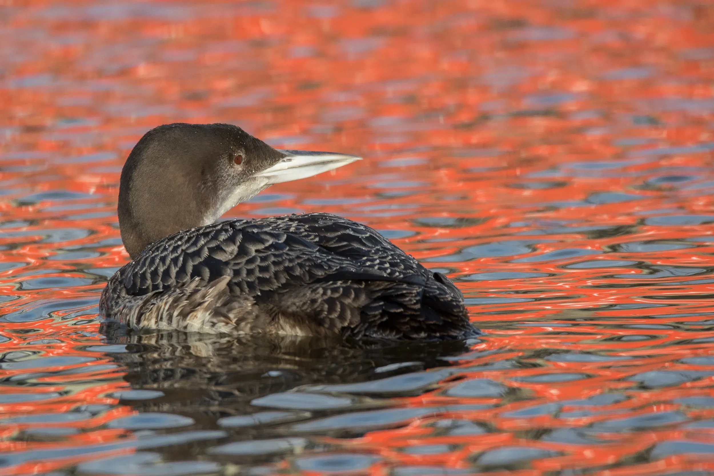 There are a few shipping containers that reflect nicely in the water. The birds’ eye is coloured similarly.