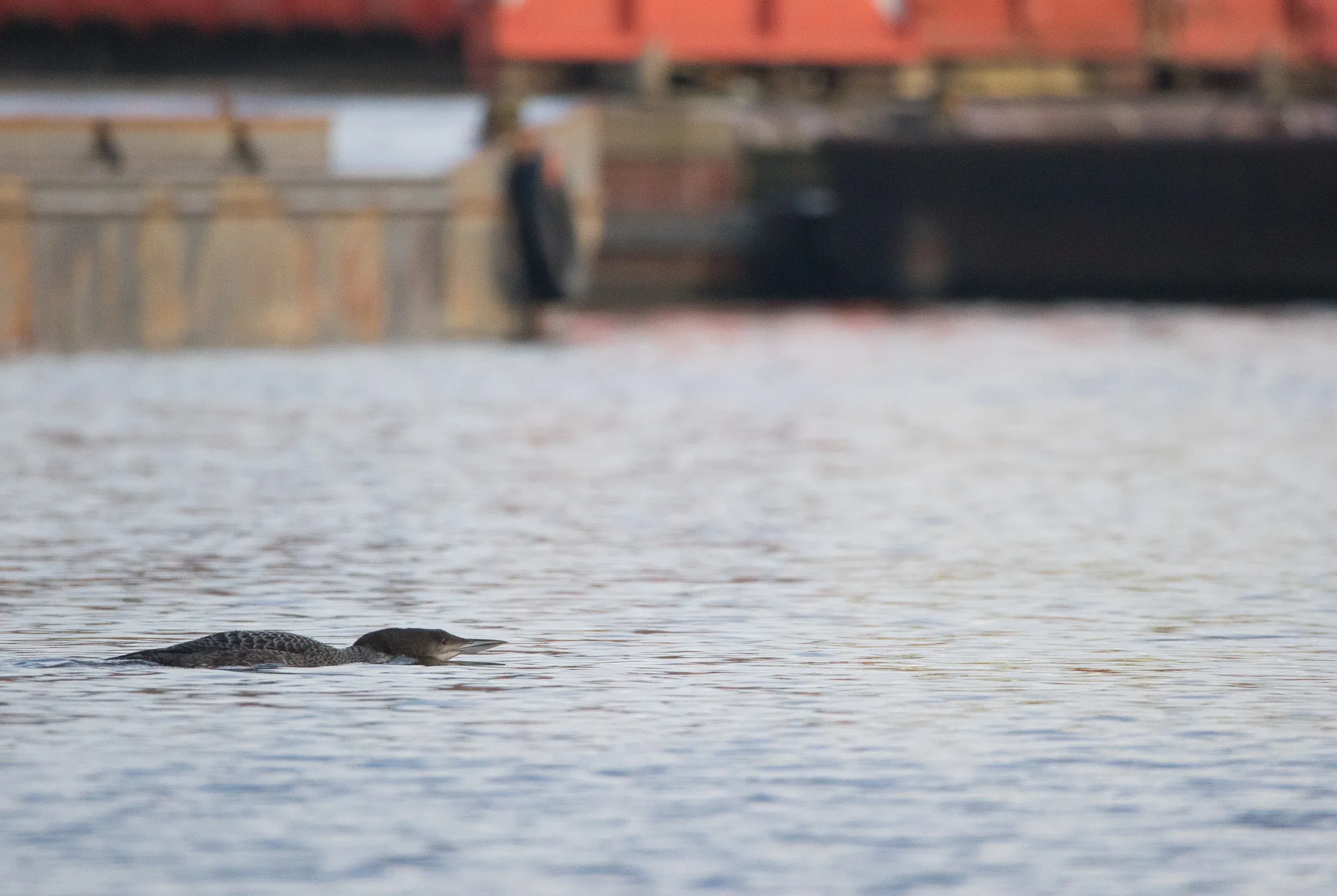 You often see the loon lowering its head just above the water surface. Usually it’s about to dive or chase a eurasian coot. If you see a flock of coots scatter, chances are big the loon is nearby.