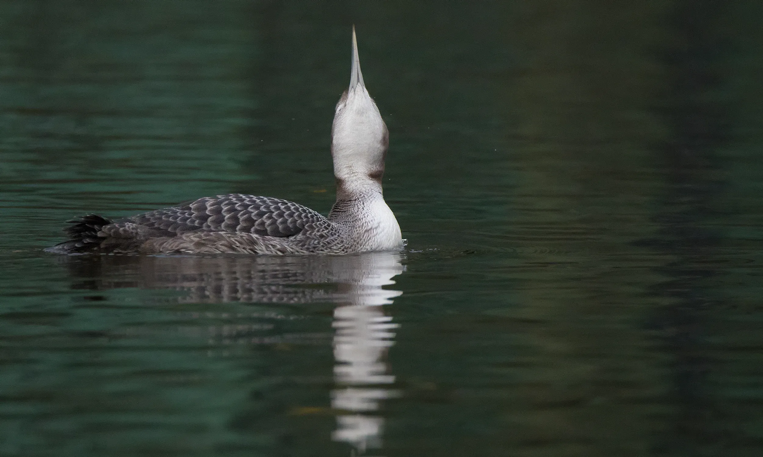 It’s a shame the light was so bad as the colors were pretty nice.