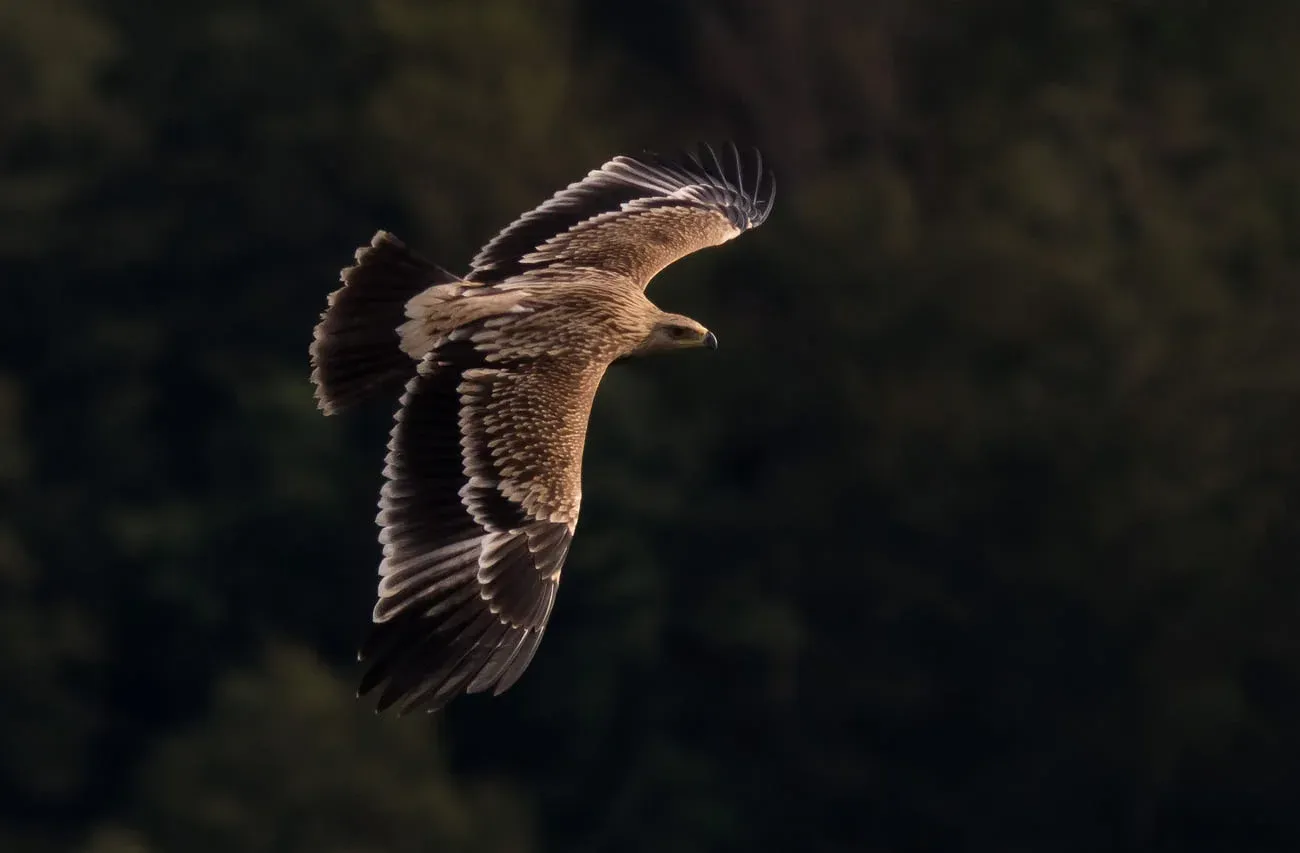 You could be lucky enough to see an Imperial Eagle flying 20 meters past the station. Maybe you can even hear the wind move through its feathers. Photo by John Wright.