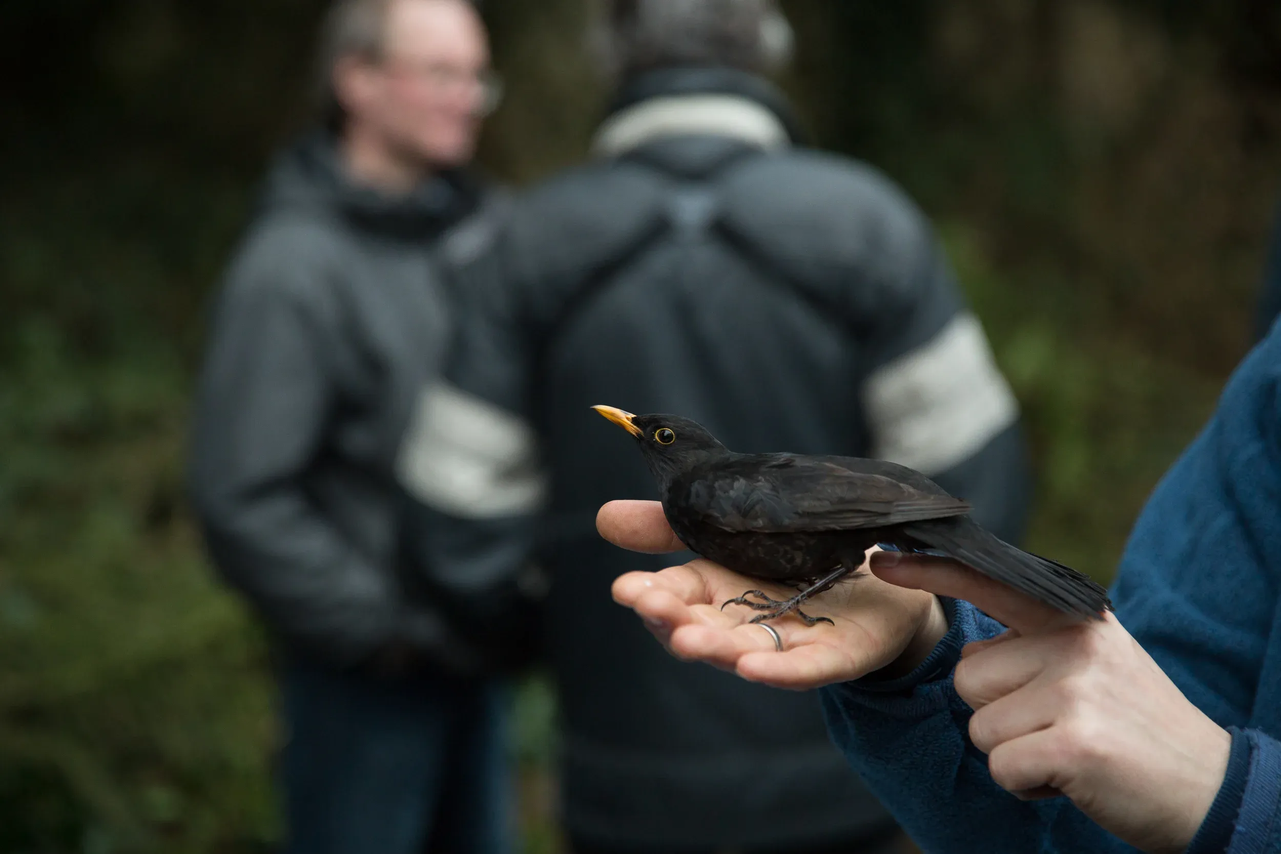 A Blackbird that seemed not to understand it could go.