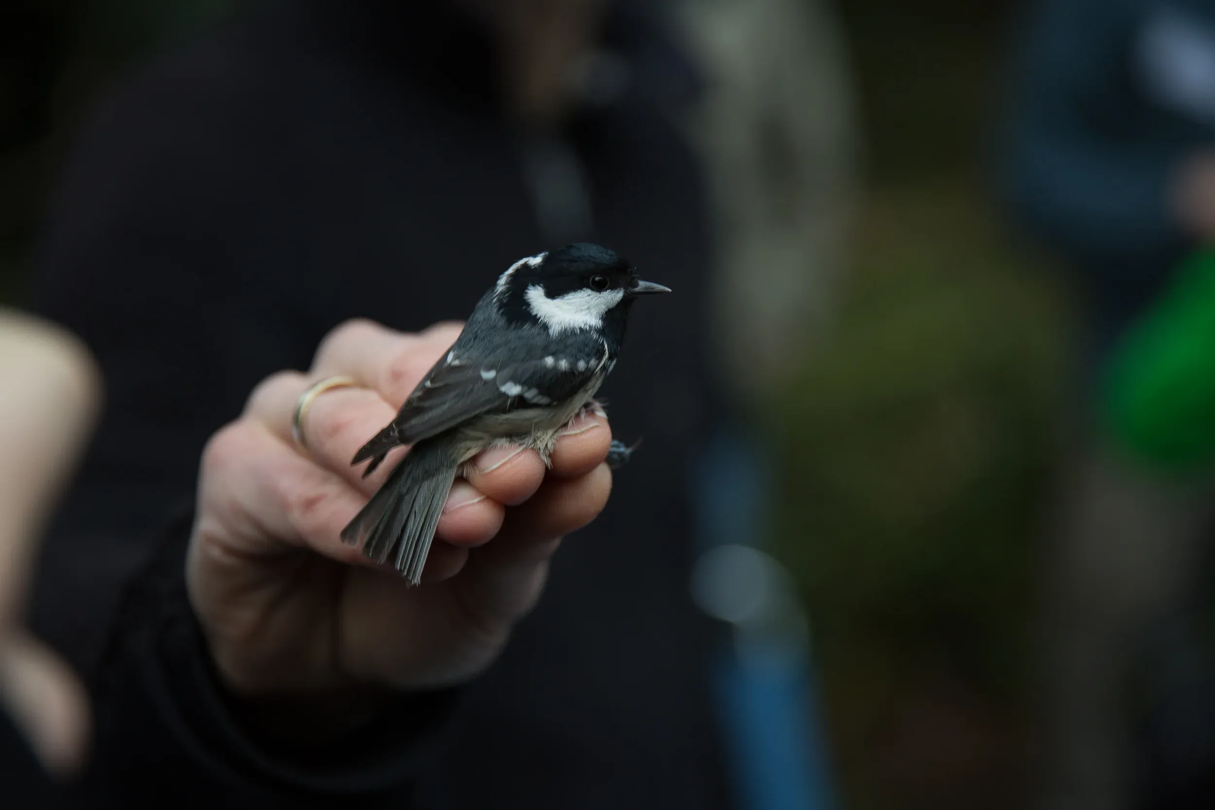 The Coal tit, a species I hardly ever see, so it was nice to see them up close.