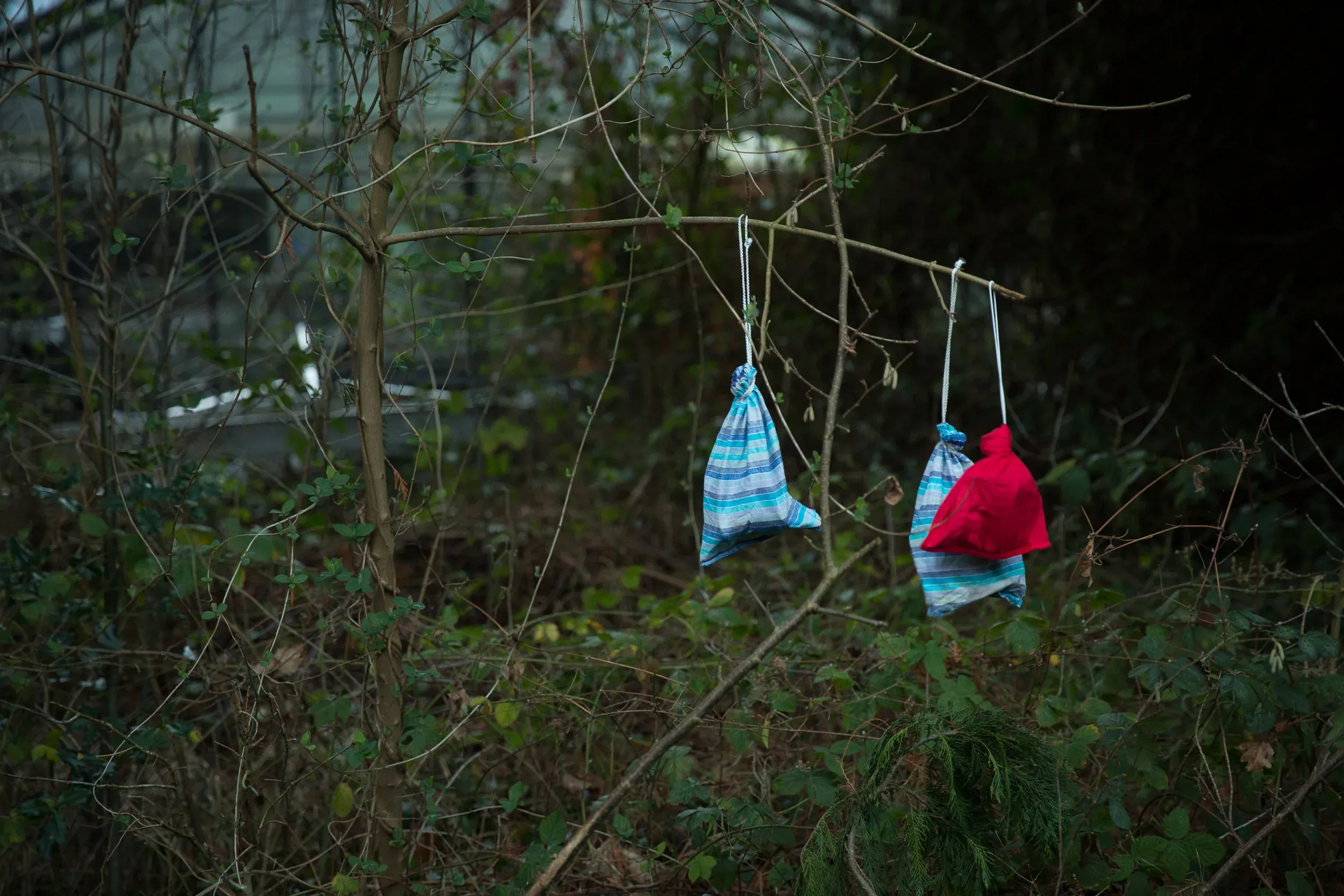 Since multiple birds can be caught at the same time, they&#x27;re kept in cloth bags until it&#x27;s their turn.