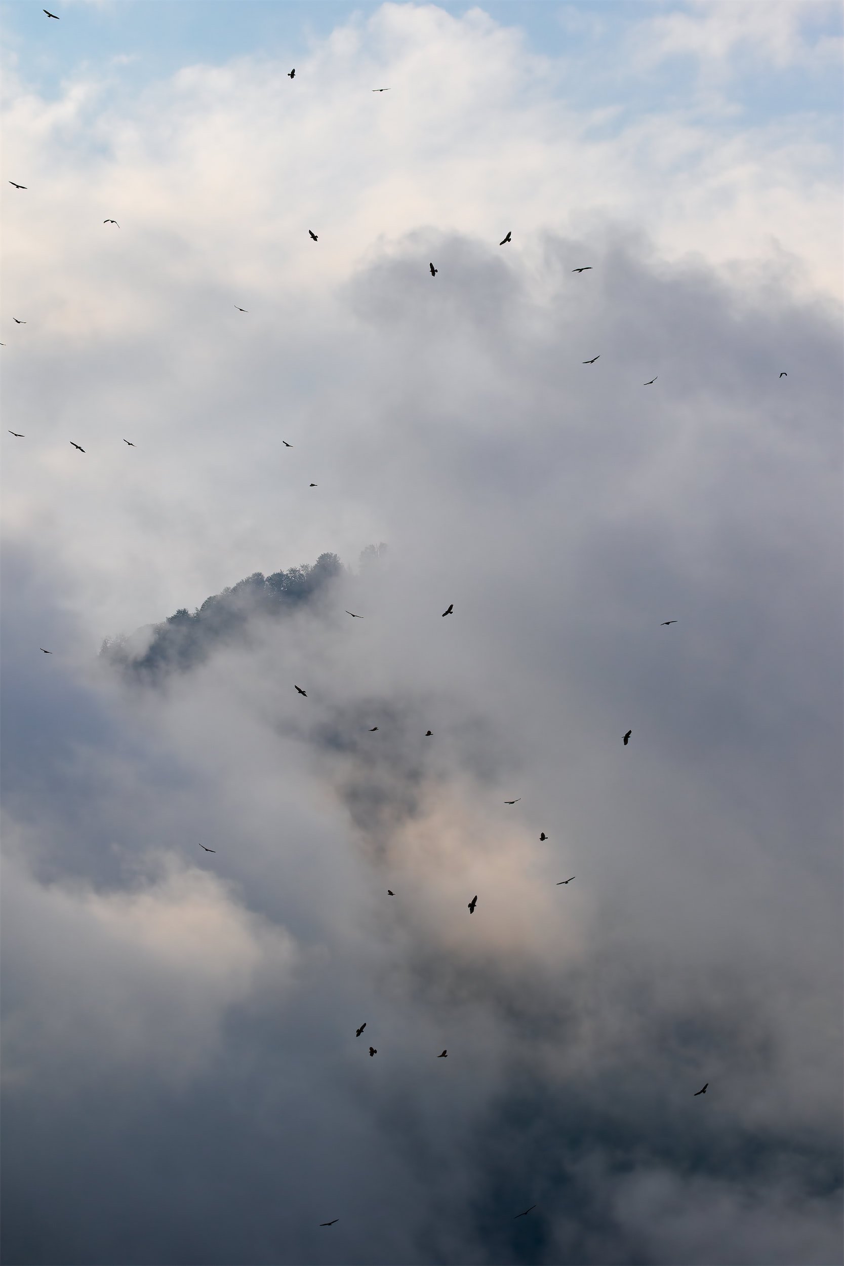 Steppe Buzzards at Batumi
