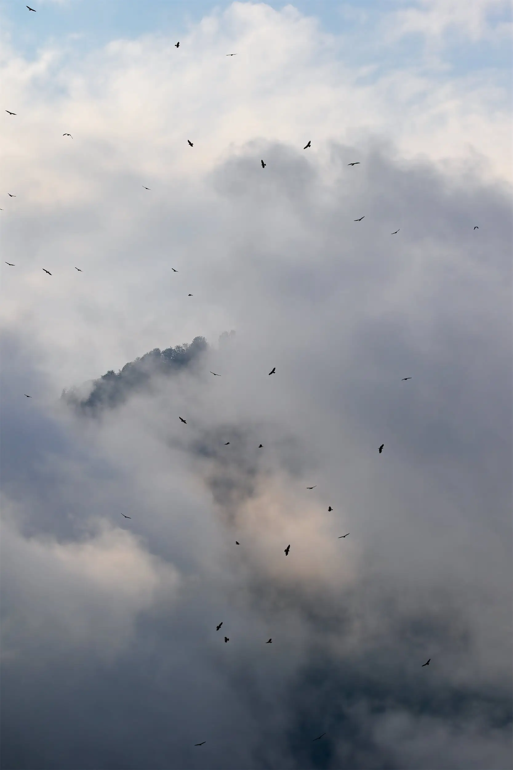 Steppe Buzzards at Batumi