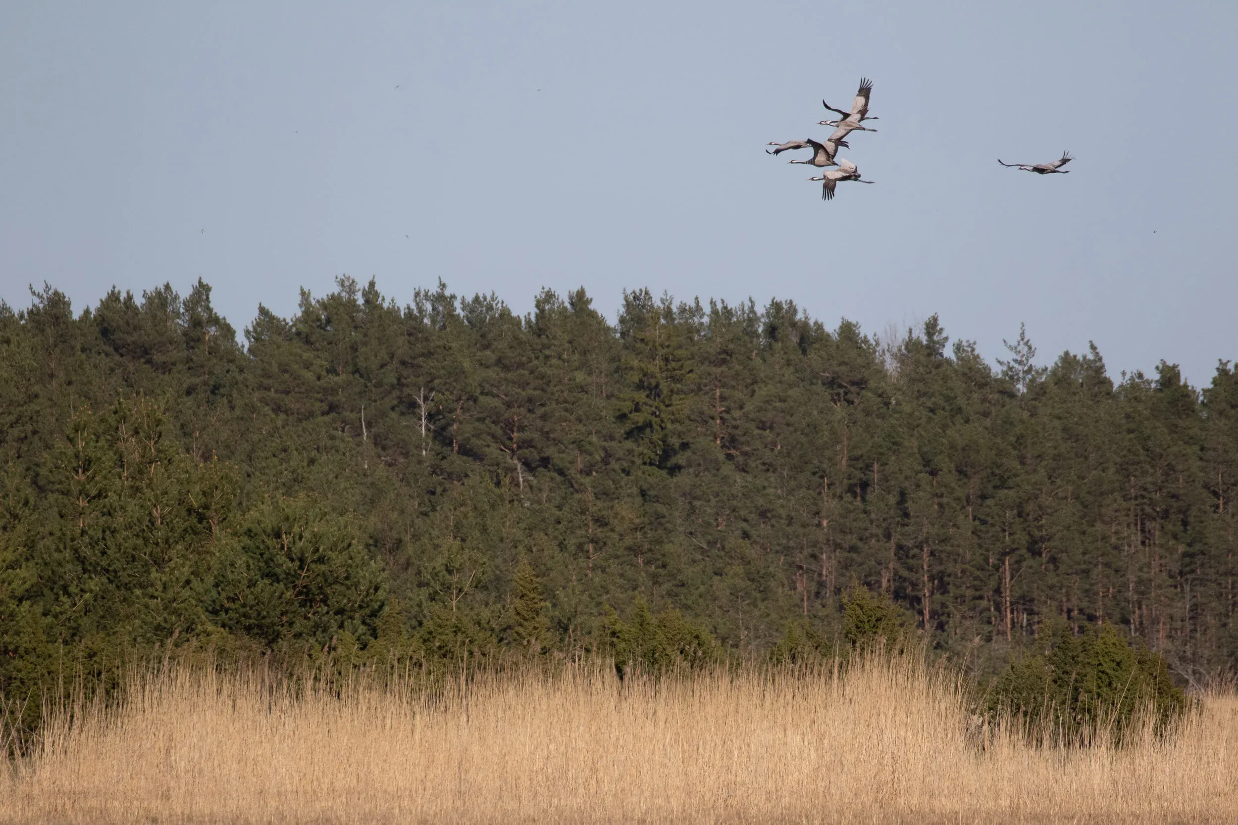 A small flock of Cranes. I never expected Cranes to be so common in Estonia. It seems that every field has a pair of Cranes somewhere around…