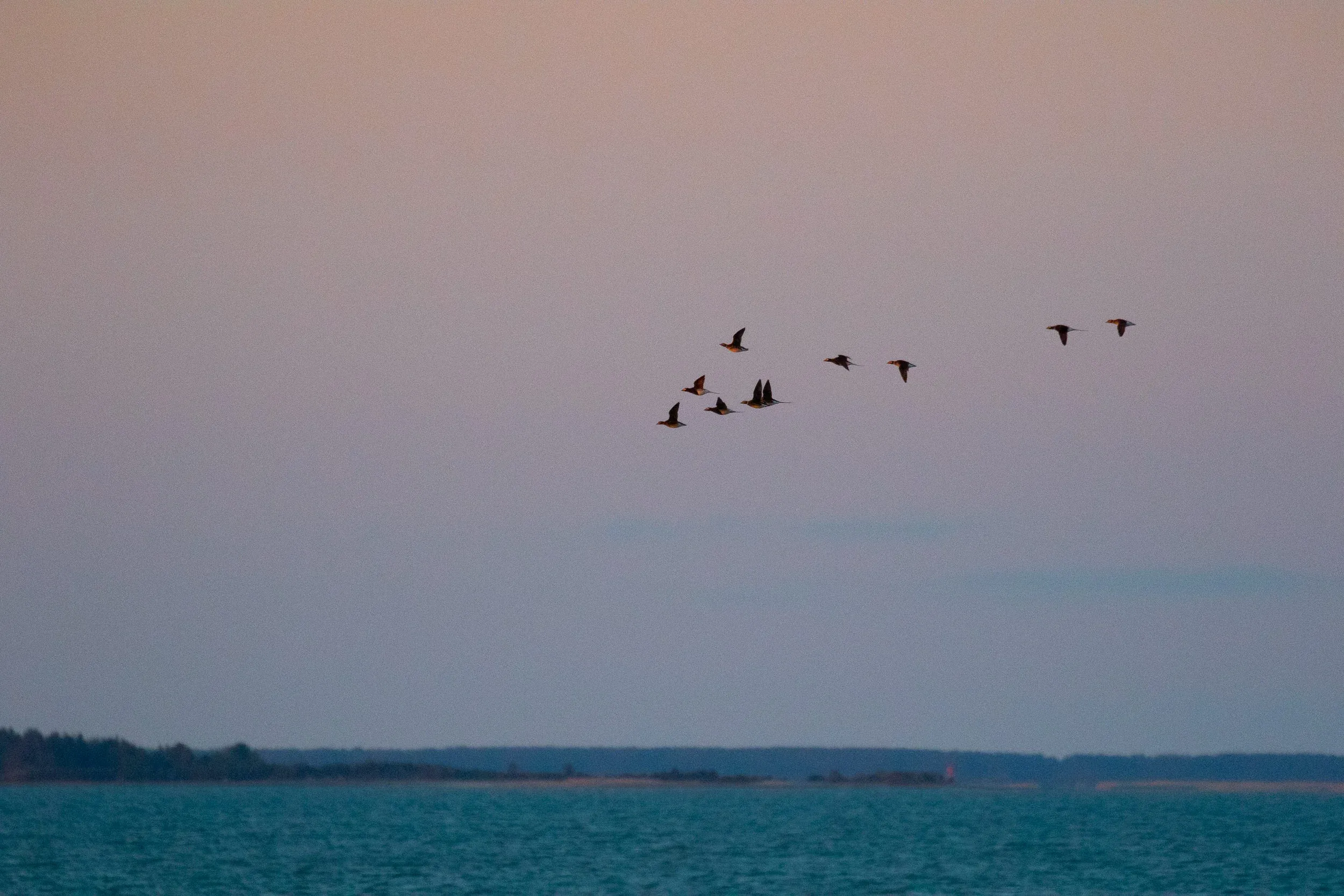 More Long-tailed Ducks…