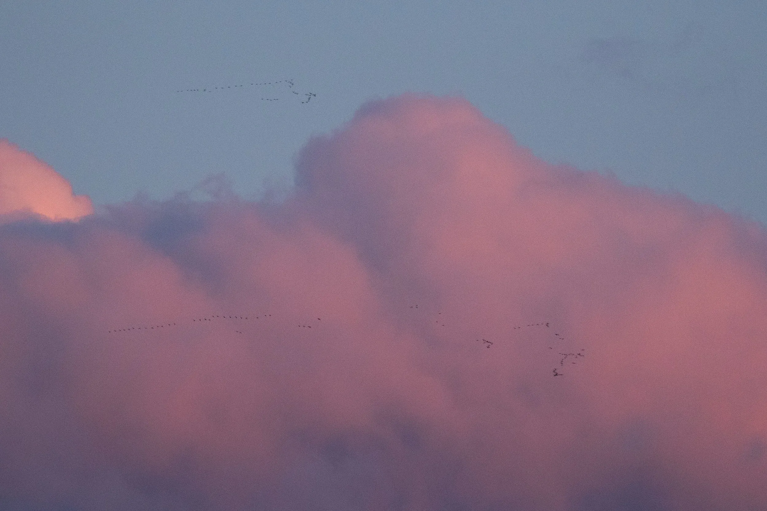 Flocks of probably mostly Scoters cruising north at high altitude.